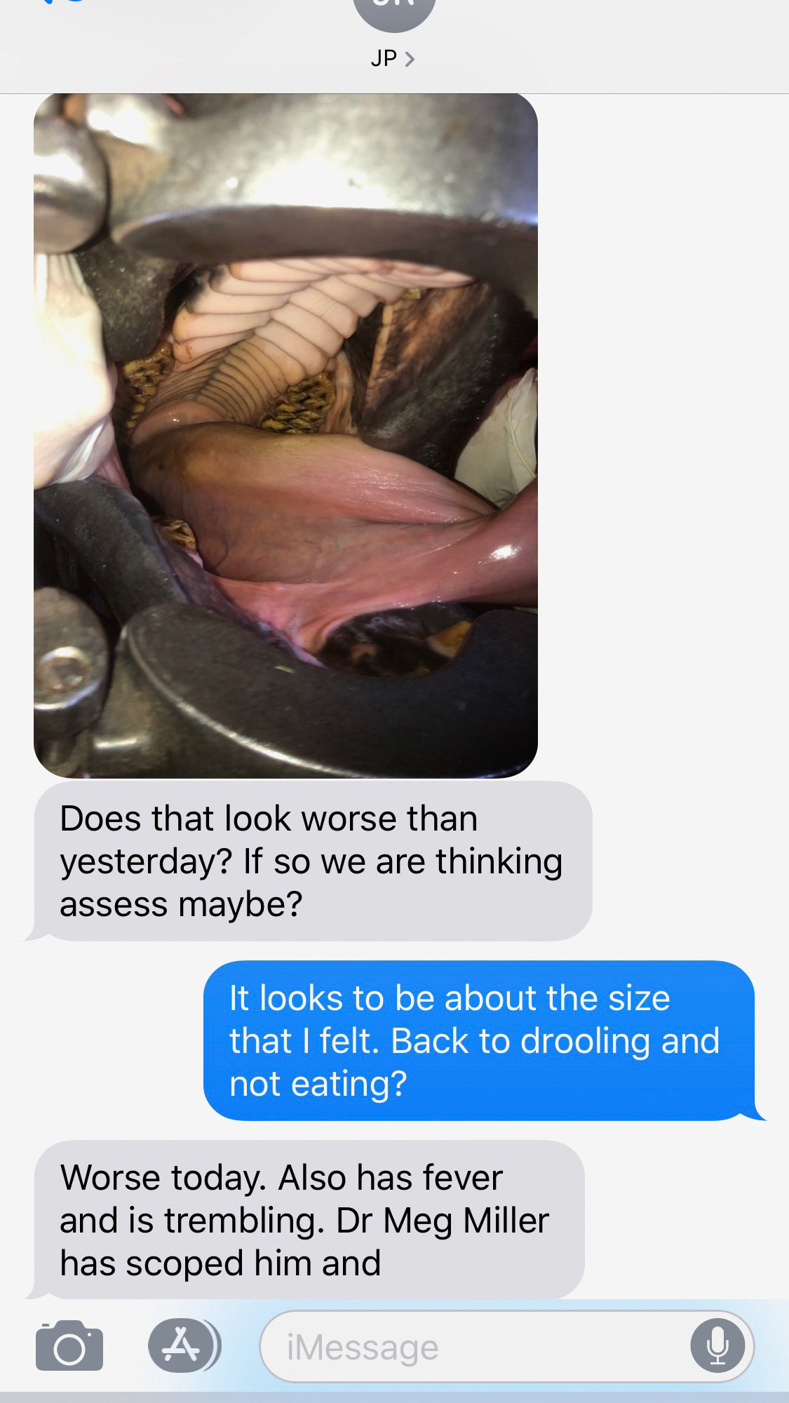 Needle horse - A needle found in the tongue of this horse.  I was taught that a lump is a lump until proven otherwise (only diagnostics can tell what is the cause of a lump). I had noticed this at yesterday’s float and this is the text the next day from the owner.  The horse had developed a fever and the lump was enlarging.