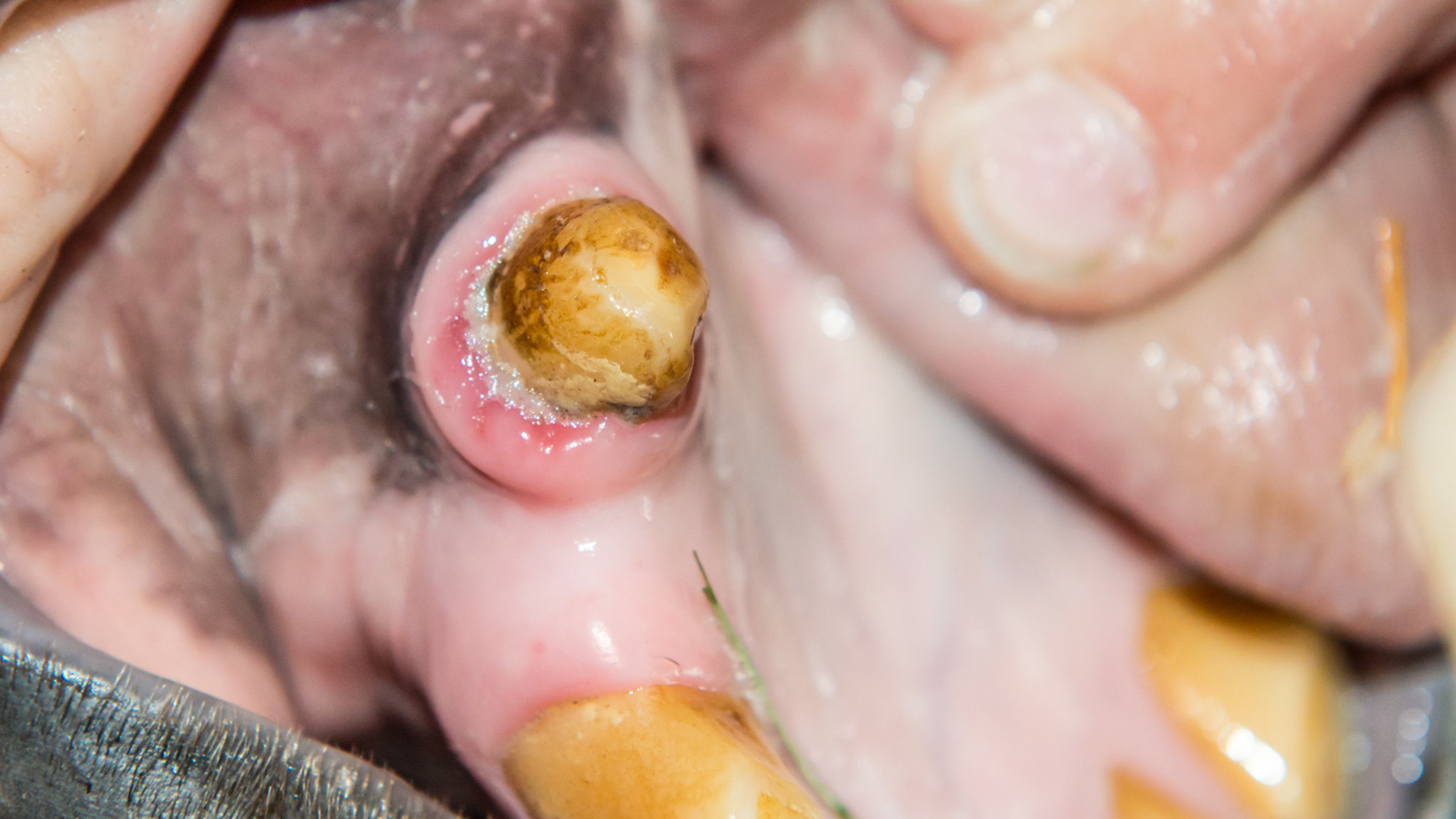 EOTRH horse 9 - 2/14/1997 = 16yr 5mo -  Early stage of EOTRH with  thickening of the gums around the canines, #404 early necrosis, bulbous appearance of incisors. No pain of difficulty in using incisors.