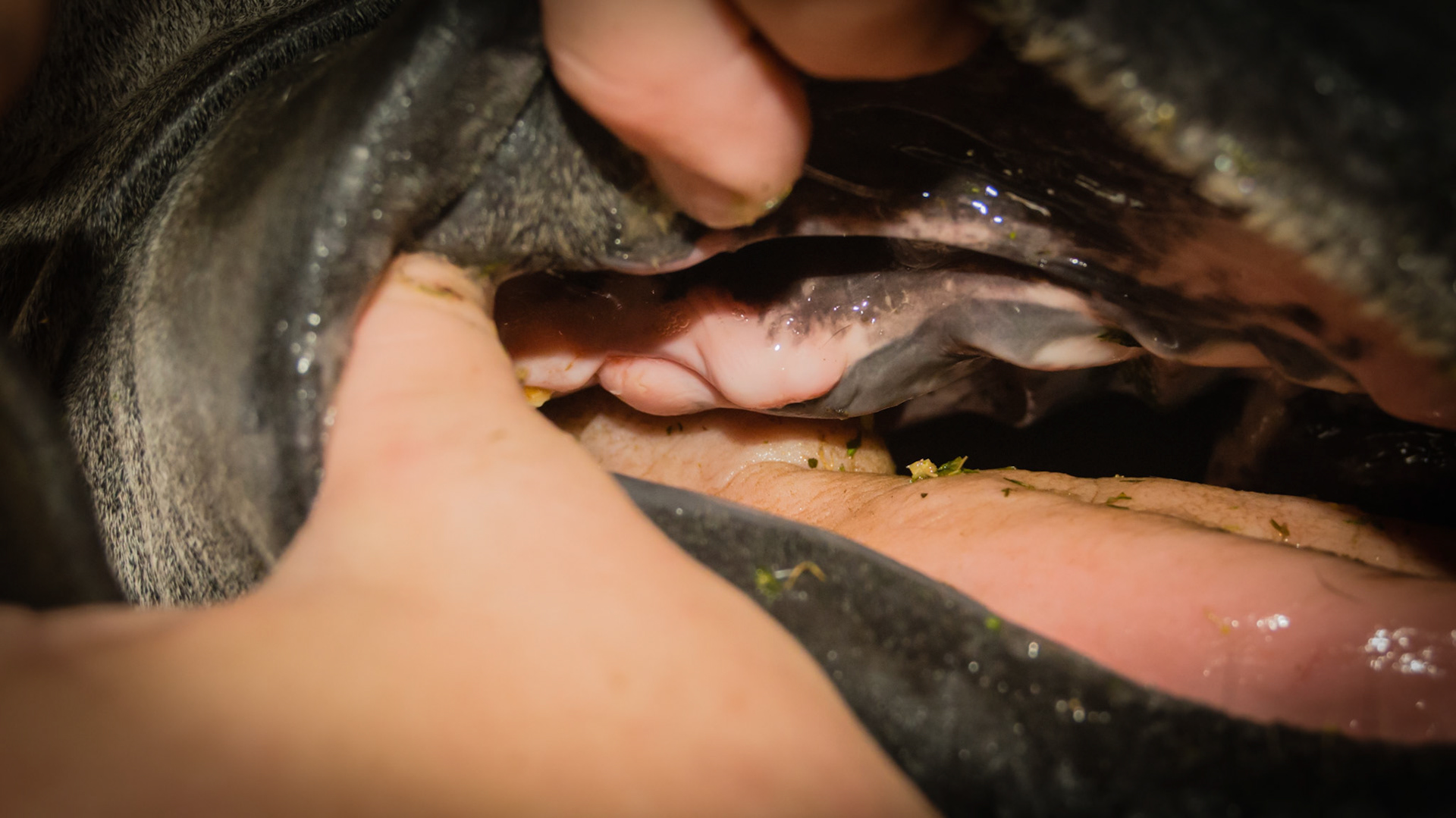 A large blind wolf tooth. "Blind" means that it has not erupted through the covering soft tissue.  They usually lay parallel to the jaw bone rather than embedded in a socket. They just get covered in connective tissue which has to be incised to gain access to the tooth to remove. These teeth usually do not cause a problem for the horse.