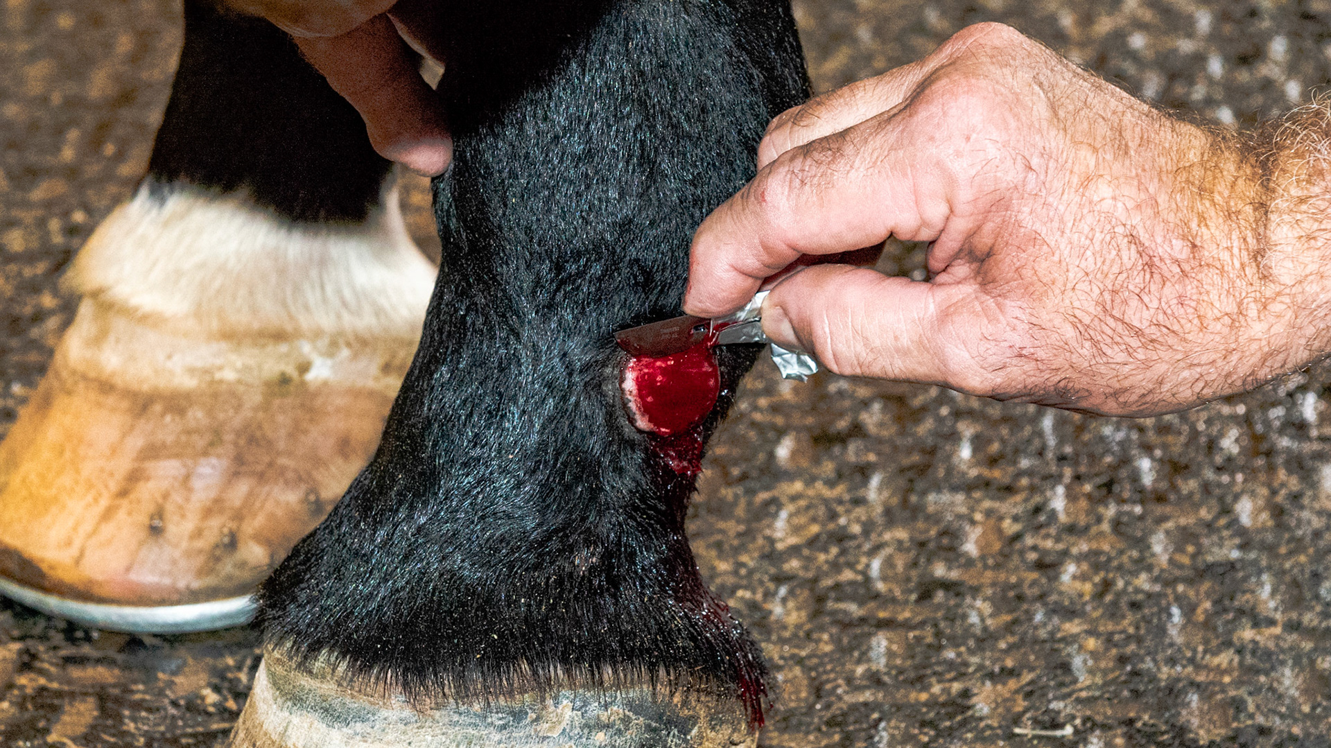 Reduction of the proud flesh (de-bulking) which allows the surrounding epithelium to migrate across the bed of granulation tissue and heal the skin. Multiple cuts can be made to sculpt the tissue to the level of the skin. No drugs are necessary to do this. There are no nerves or pain sensation in the granulation tissue. However, there is in the skin so be careful not to cut the skin of the horse will react.