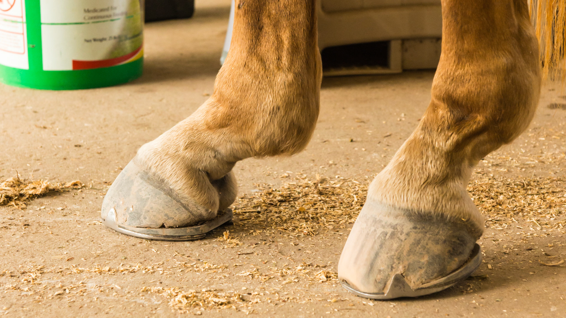 DSLD or degenerative suspensory ligament desmitis (dropped fetlocks). This horse with wedges is more comfortable, however, he did not want to stand with full weight on these hind legs at the same time.