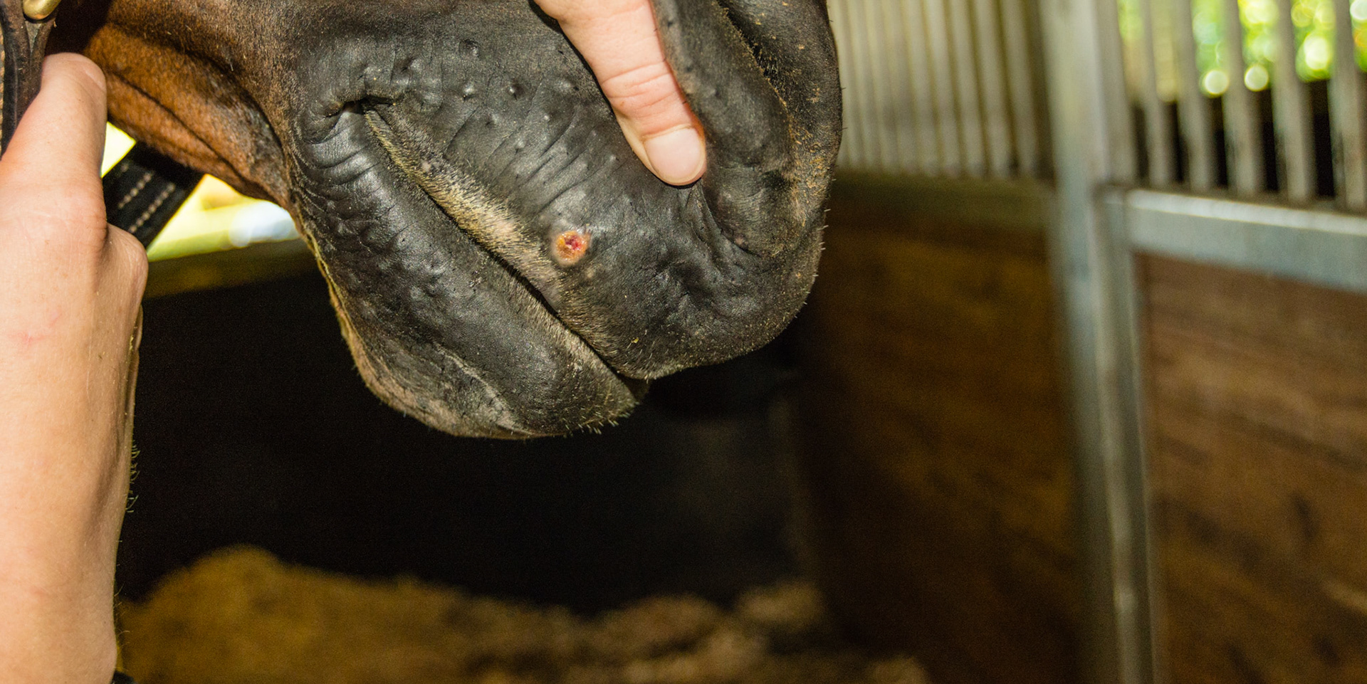 Healing wound on the upper right lip. Possibly start of a summer sore.
