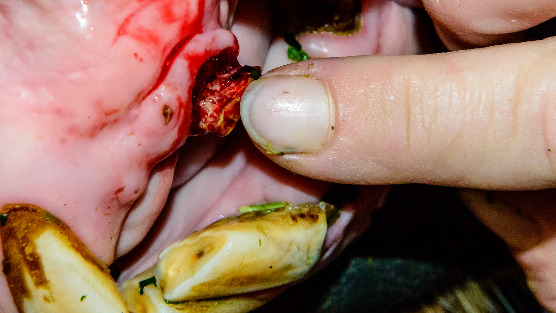 EOTRH horse 19 - extraction of the decayed canine #204.