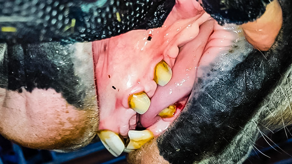 Double upper canines