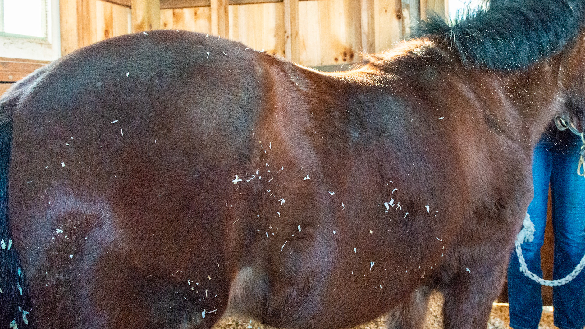 20 year old pony mare with a BCS of 7 fed grass, grass and alfalfa hay and 1 handful of organic oats. Has easily maintained her weight with a sow mouth. Harvests grass easily but can't get a close cut.  Other horses realize she can't bite them and despite her best efforts, the others start to pick on her as she can't defende herself.
