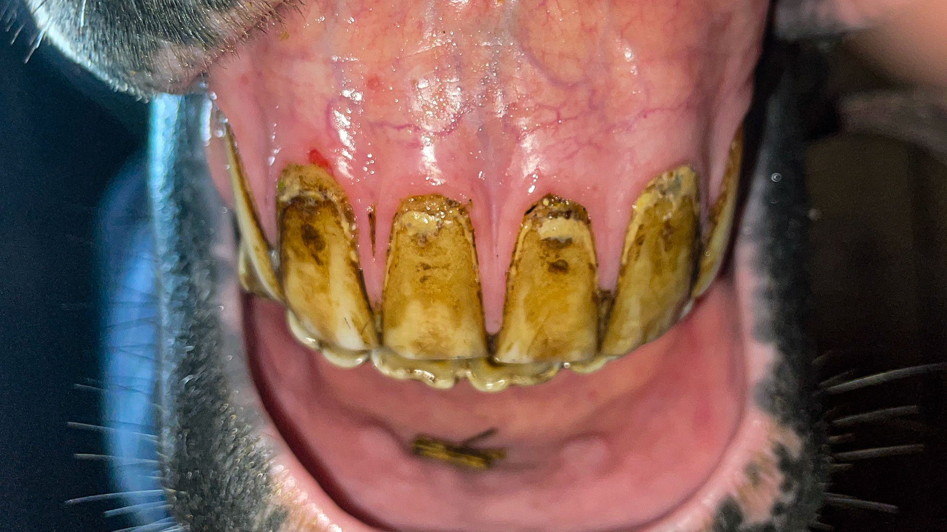Moderate EOTRH in one horse affects canines and incisors: receding and hypertrophied gums, vascular lesions (red dots), and enlarged tooth roots.