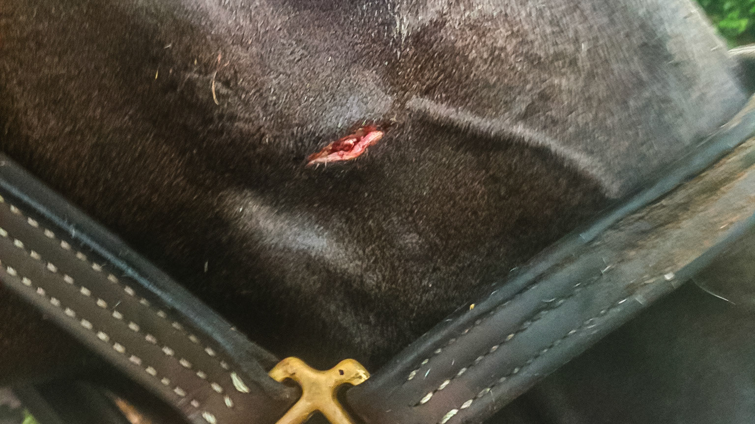 Note how close this small cut on the face is to the underlying vessels.  At first this wound squirted a stream of blood several feet away as the underlying artery was nicked.  Pressure stopped the bleeding through clotting.