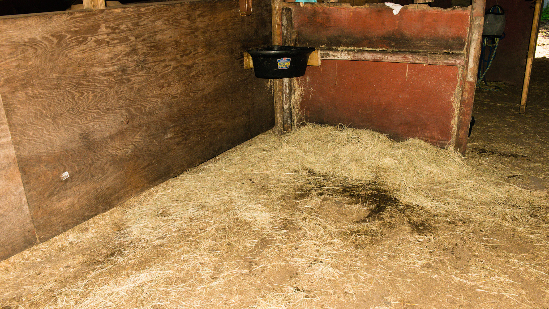 Hay lays wasted on floor but there is no manure on the floor so fecal contamination is low.