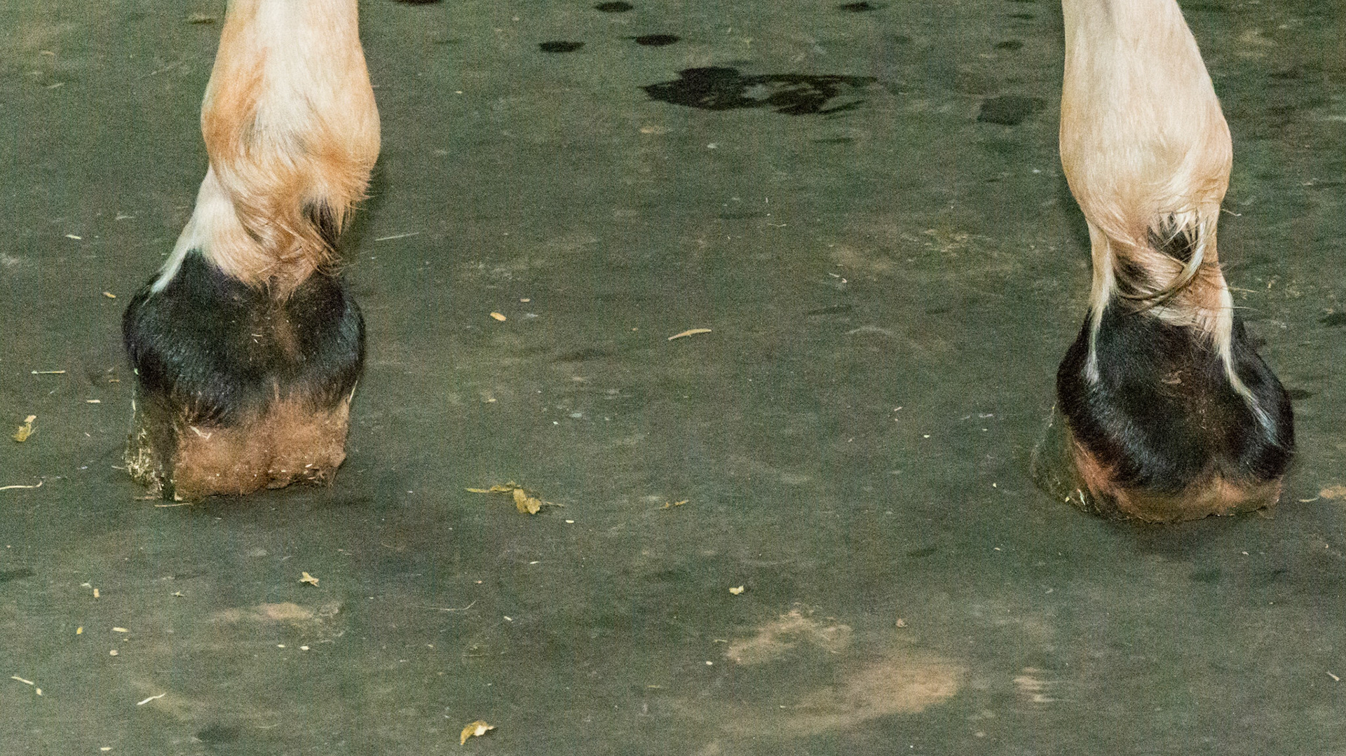 LF club foot in a 5 year old Appaloosa.  The heels are long from not being worn off.  Compare this LF with the opposite heel of the RF.