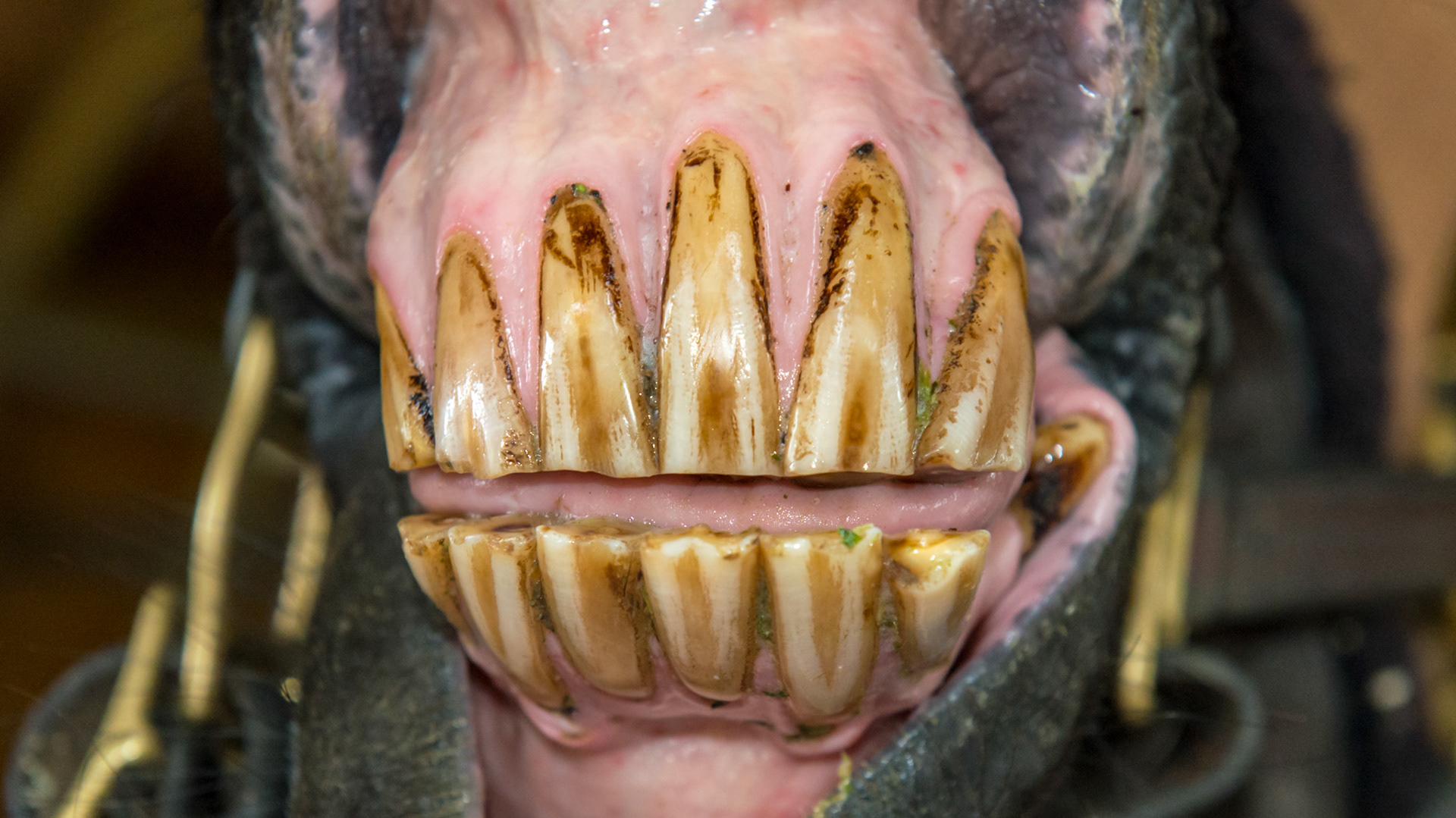 EOTRH horse 14 - 7/29/1986 = 27yr 3mo WB S - Early EOTRH and an underbite but only from the forward displacement of the lower left incisors. Note more receding gums on the lower left tongue side  and upper left lip side than on the right.