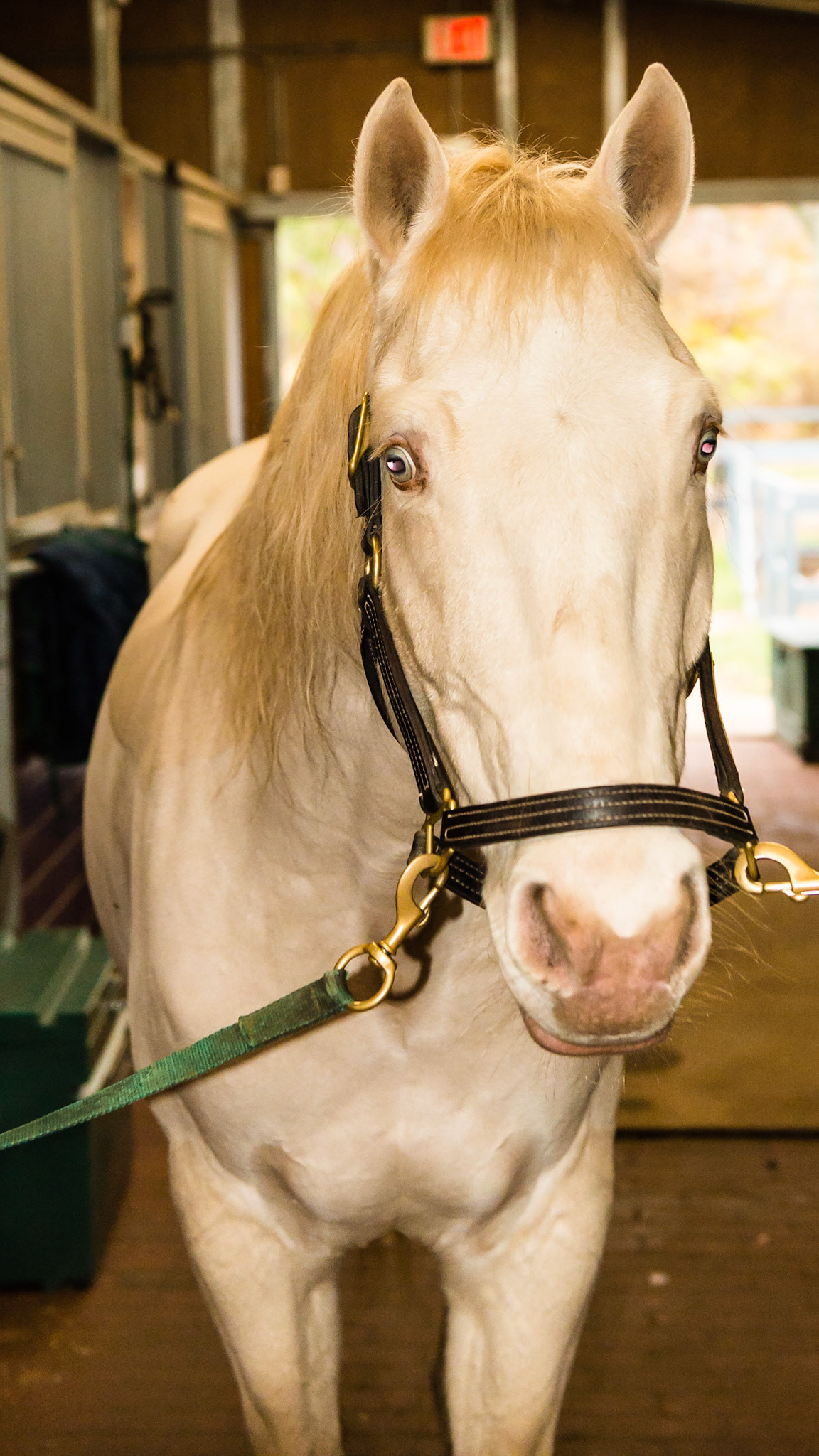 The cremello color is a dilution of the chestnut gene.  Notice the lack of dark mane, tail, and distal limbs consistent with a chestnut.