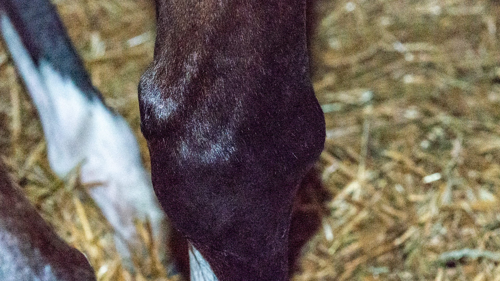 Race track knee - Hard carpal lump in LF