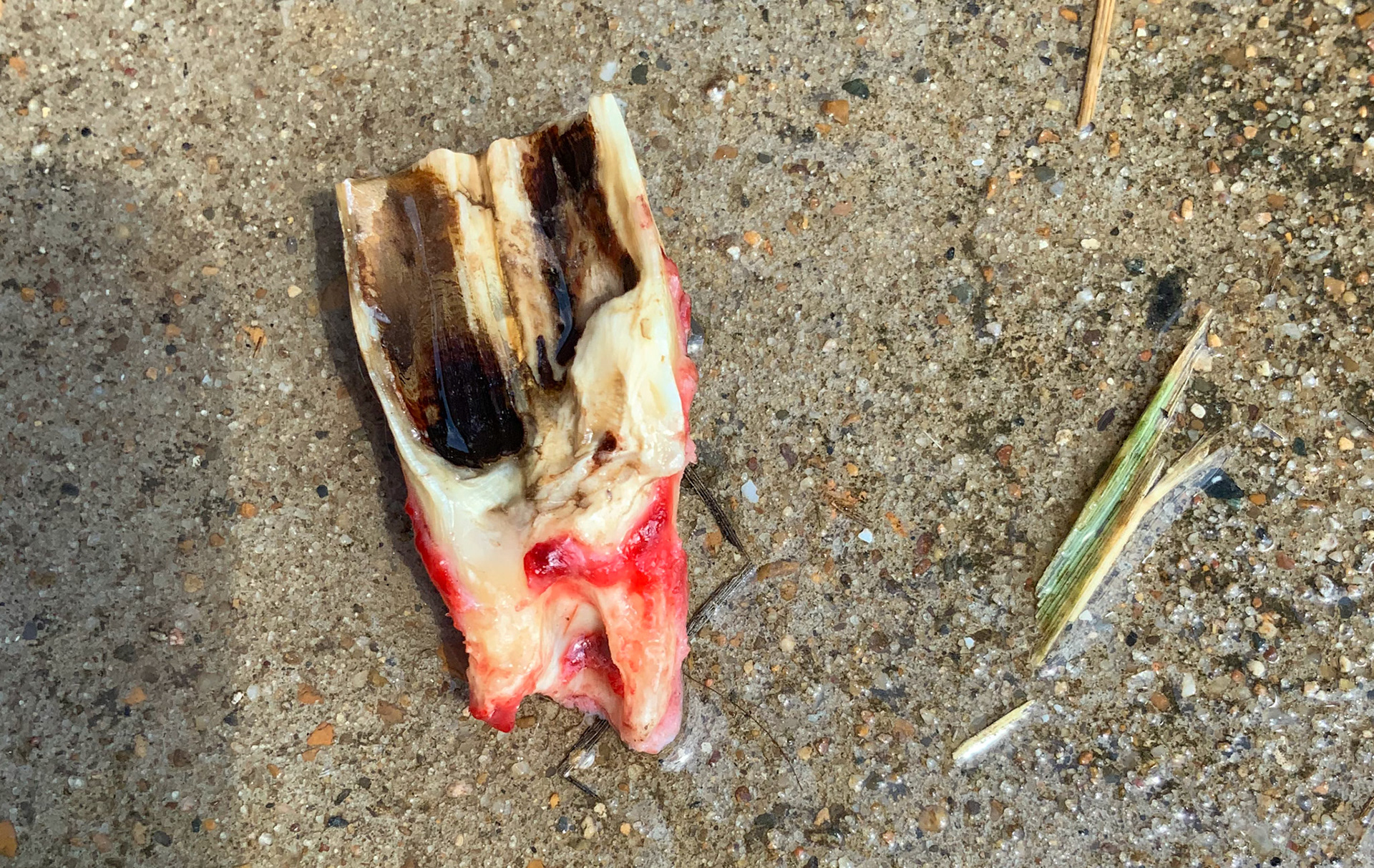 Palatal sagittal fracture that ran the length of this 209.  Difficule to remove this displaced piece in a 20 year old horse.  The year before she had a mirror image fracture of 106.