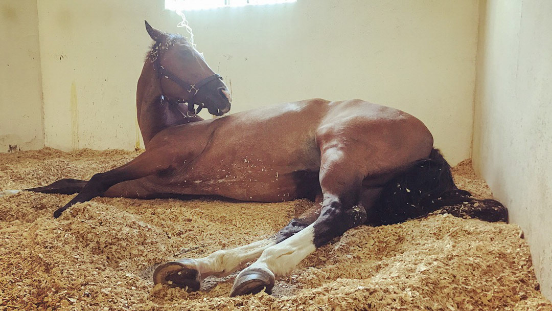 A horse with sand colic displaying colic signs.  See radiograph showing sand in the colon.