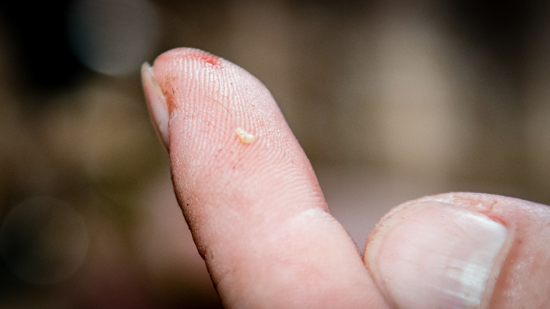 Incisor cap remnant horse 8 - A small cap remnant removed from just behind the right upper incoisor #103