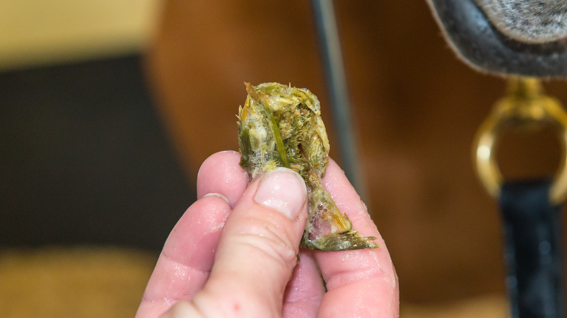 Cheek teeth fracture horse 8 - Extraction of fractured piece from buccal 107 with associated buccal ulcer.  Here is the hay extracted from the space between the fractured piece and 107