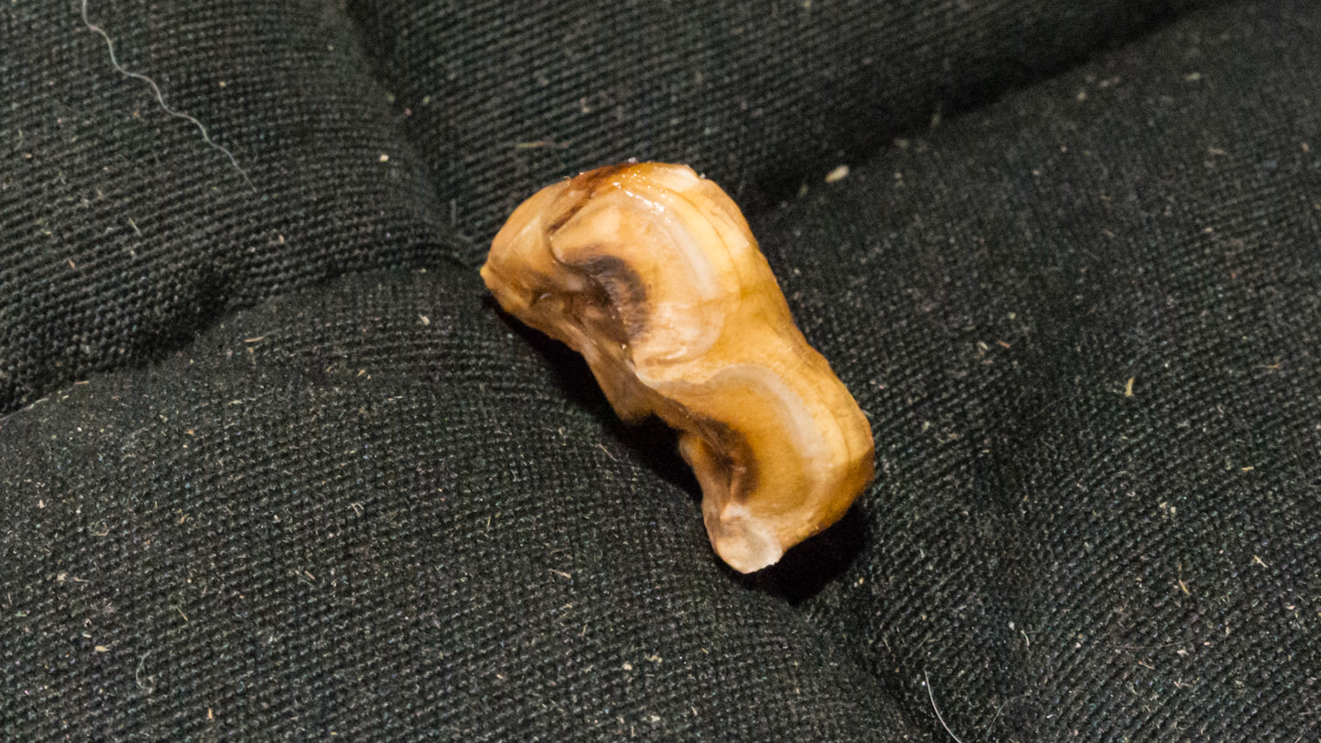 Cheek teeth fracture horse 4 -Extracted fractured 410 buccal with lingual piece missing. Occlusal view.