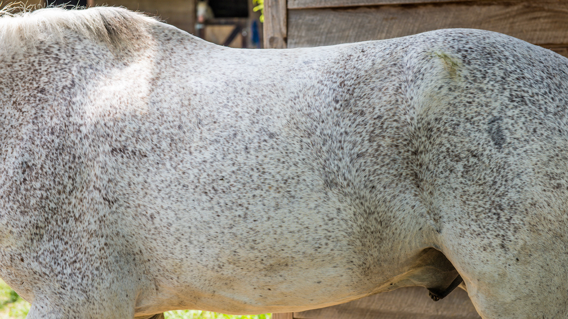 Flea-bitten gray has small spots of solid color throughout the gray body.