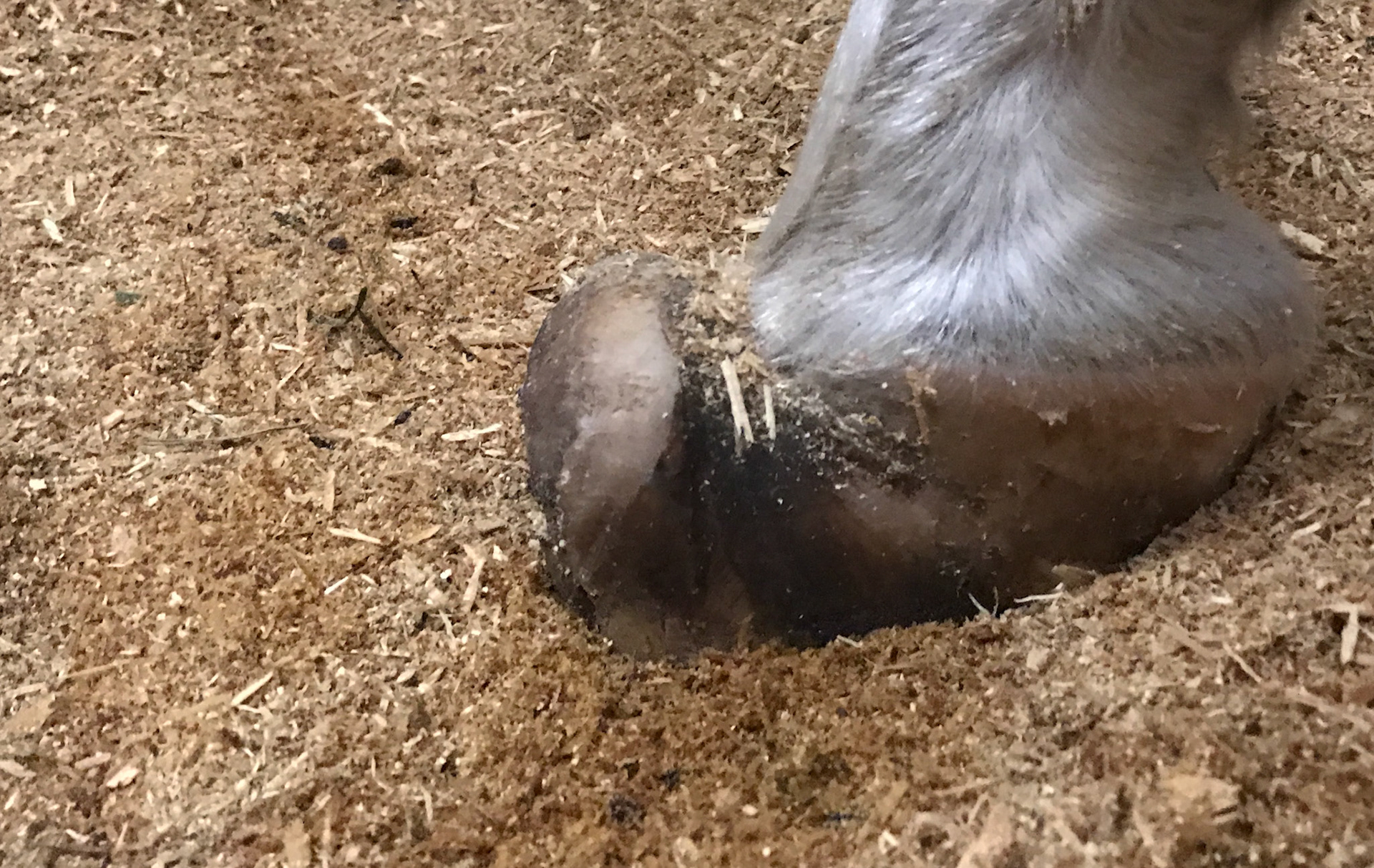 Chronic laminitis in a rescue pony undergoing re-trimming.