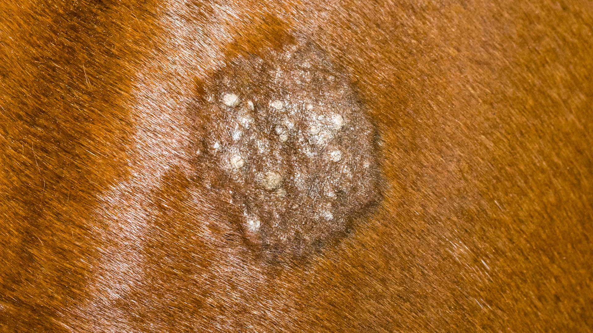 Equine sarcoid on the shoulder