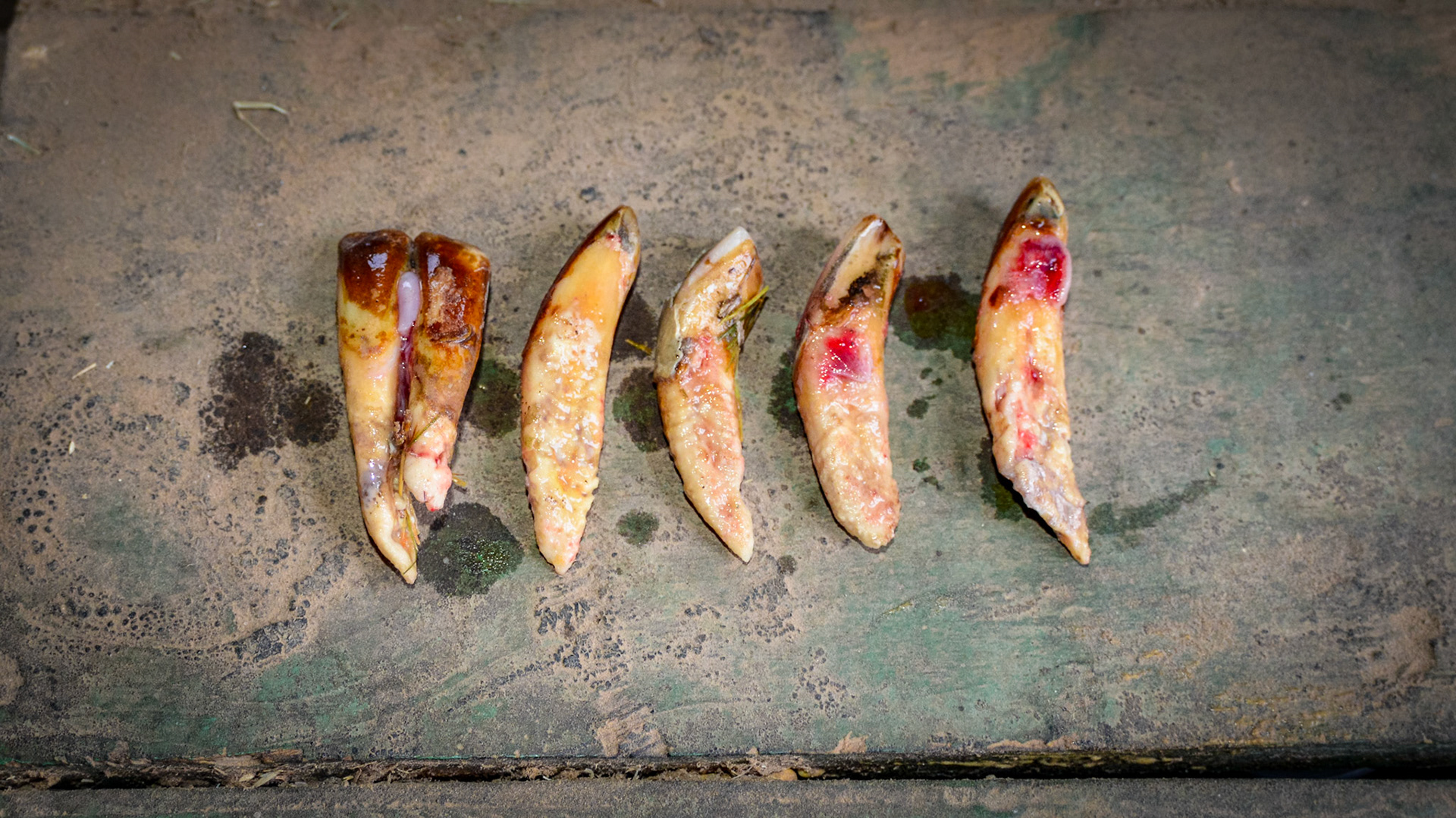 ETORH horse 5 - 6 incisors extracted with little effort form the horse.