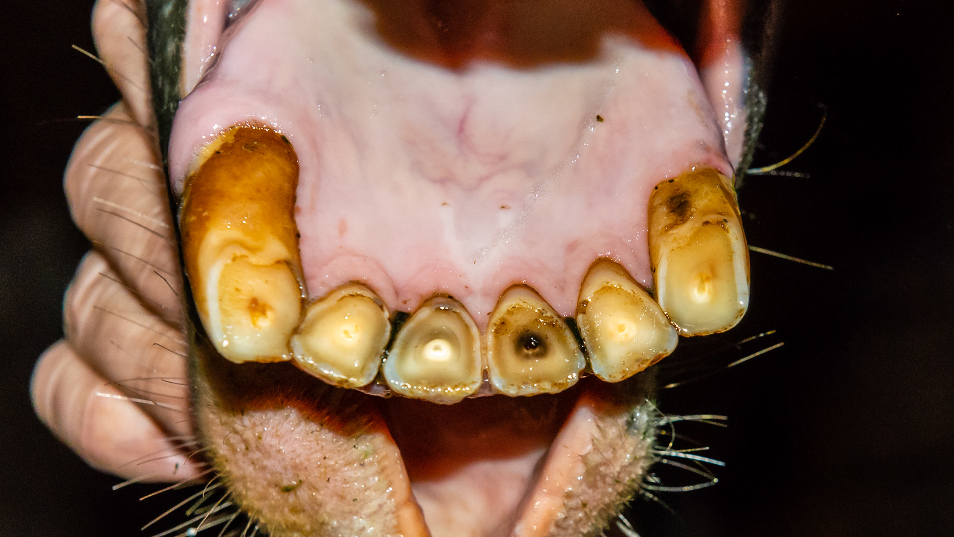 EOTRH horse 21 - Receding gum lines and bulbous profile.