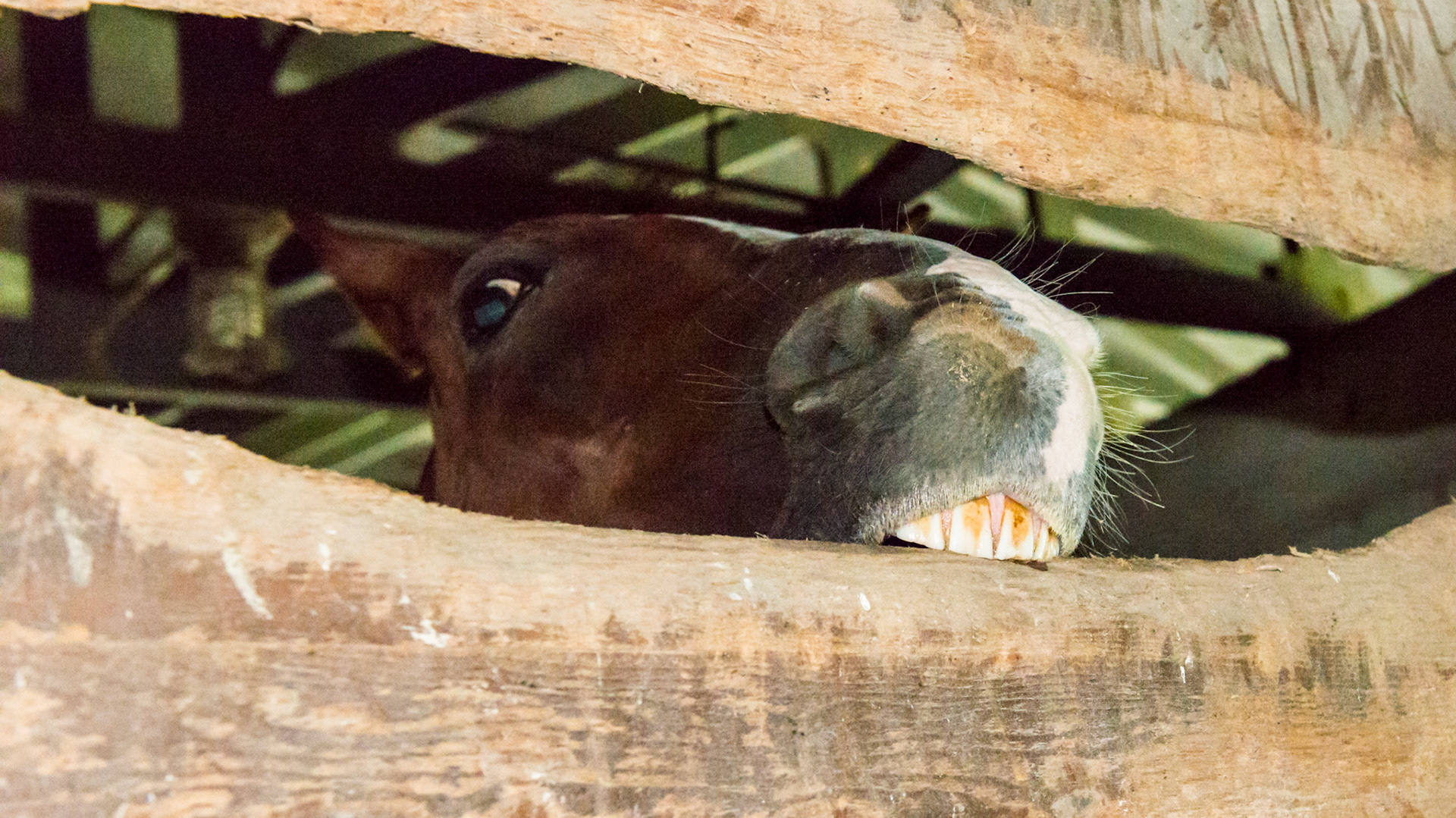 Wood chewing - a sign of aggression between this horse and his stall neighbor.