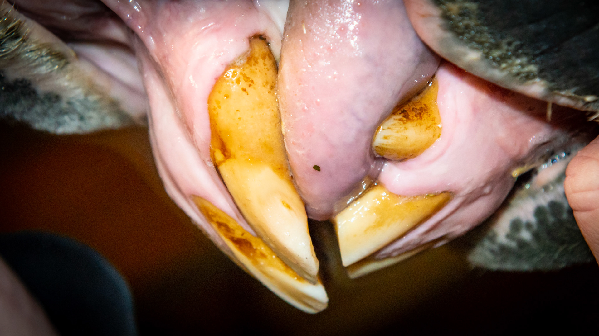 Abnormal wearing of the incisors including receding gums on the upper 3's. My speculation is that the tongue has done all of this in this horse in his late 20's. In addition the receding gum line may be early stages of EOTRH.