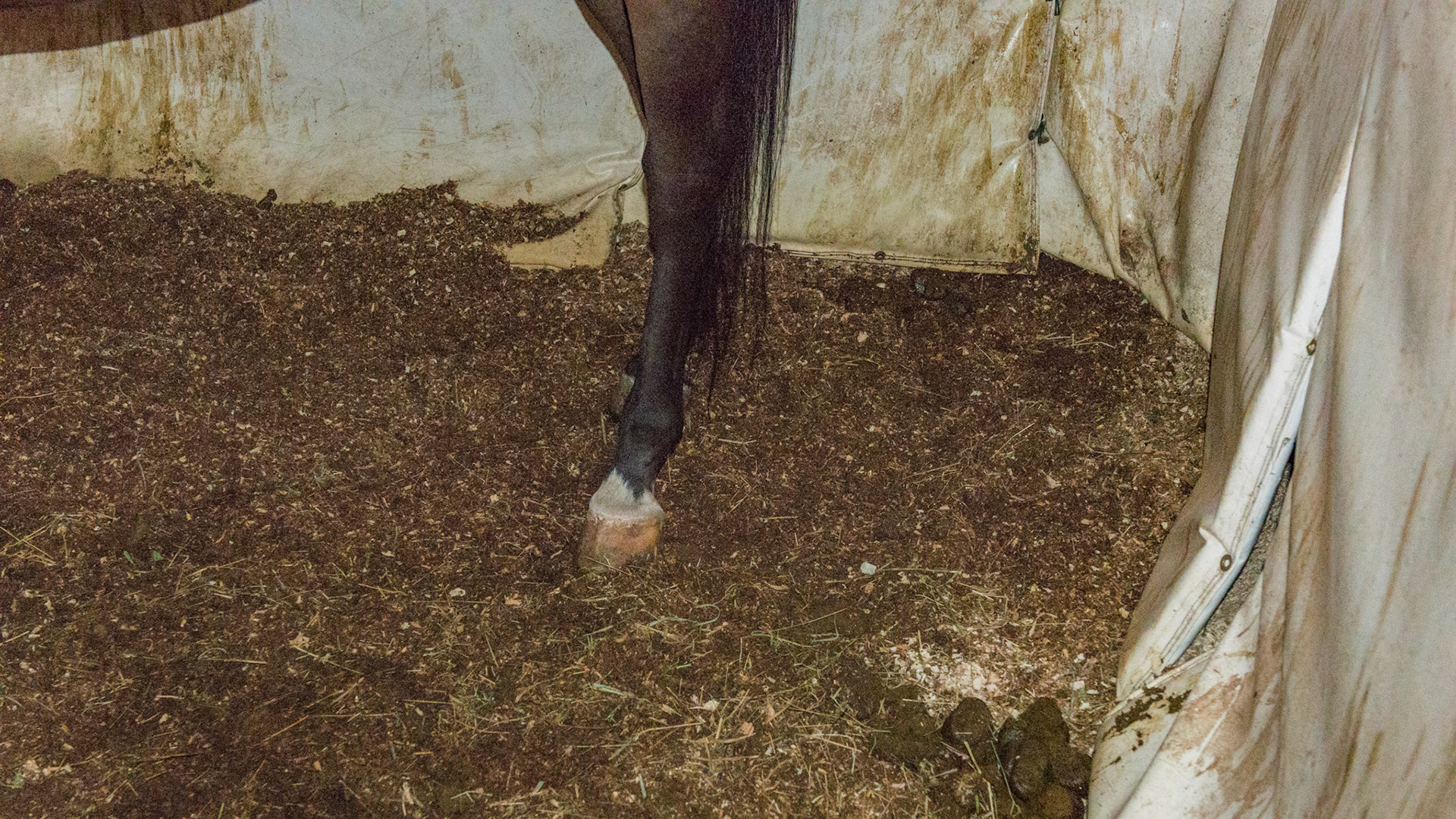 A filthy stall. The ammonia smell was very strong throughout the barn. The wet bedding gave no insulation and actually makes the horse colder. You couldn't pay me to lay down in this stall. The kick mats hung along the walls were filthy and damaged.