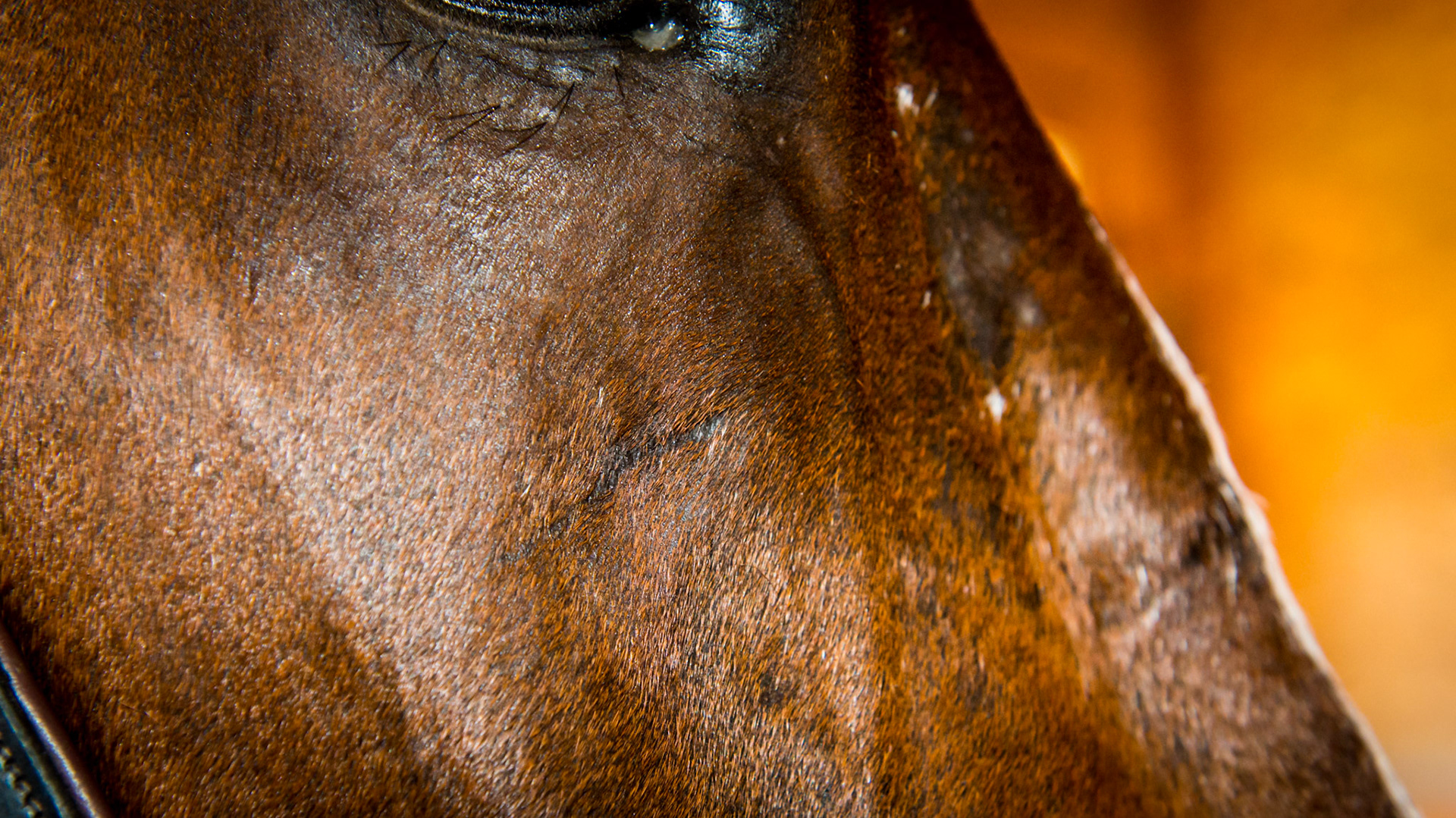 Tooth extraction #109 performed about 2 years ago.