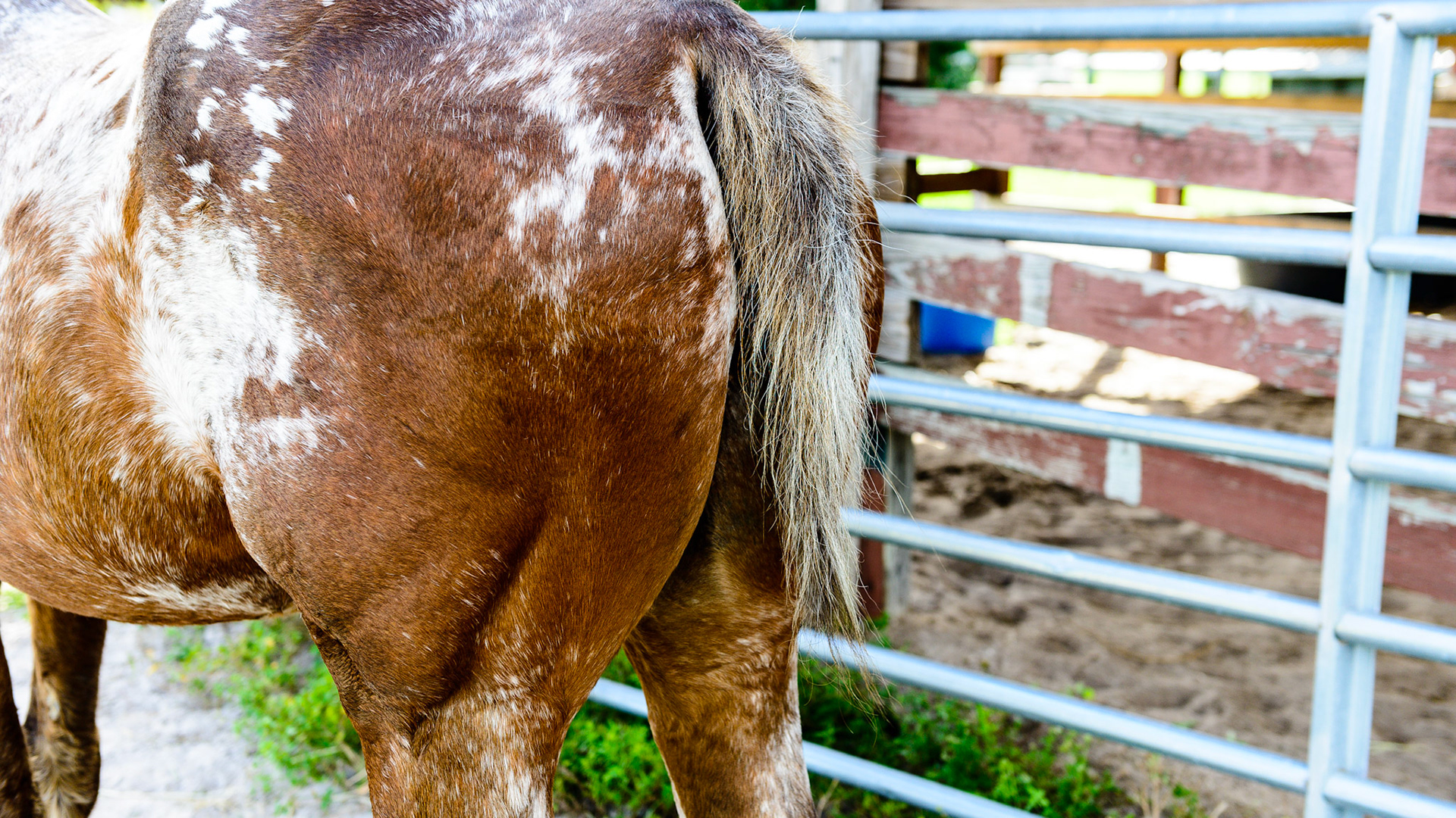 Rat tails on horses are common with Appaloosa and Curley horse breeds.  These tails have few hairs and can be just a stump.
