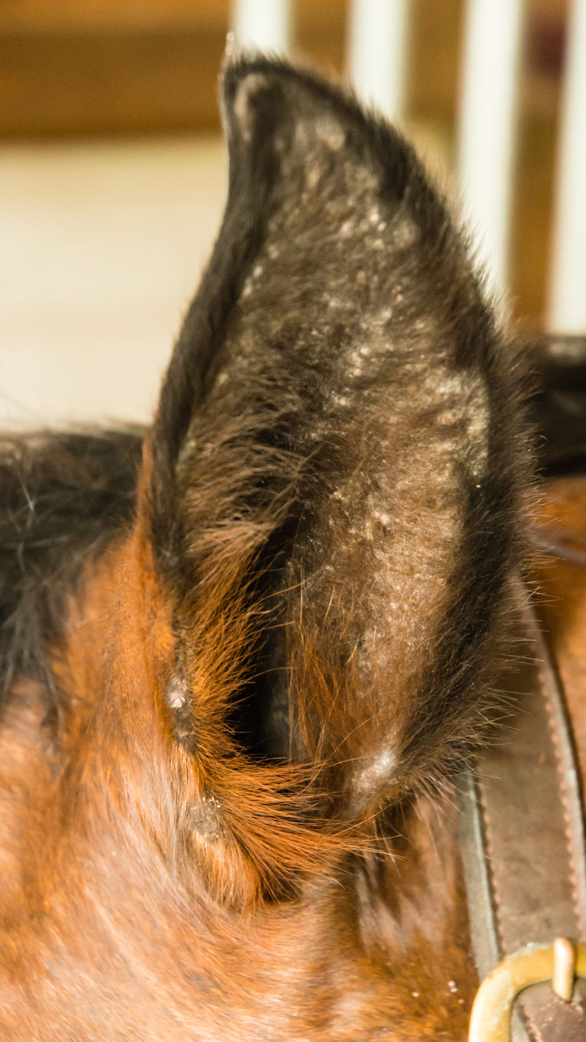 Horse B - culicoides (biting midges) sensitivity on the inside of the ear.