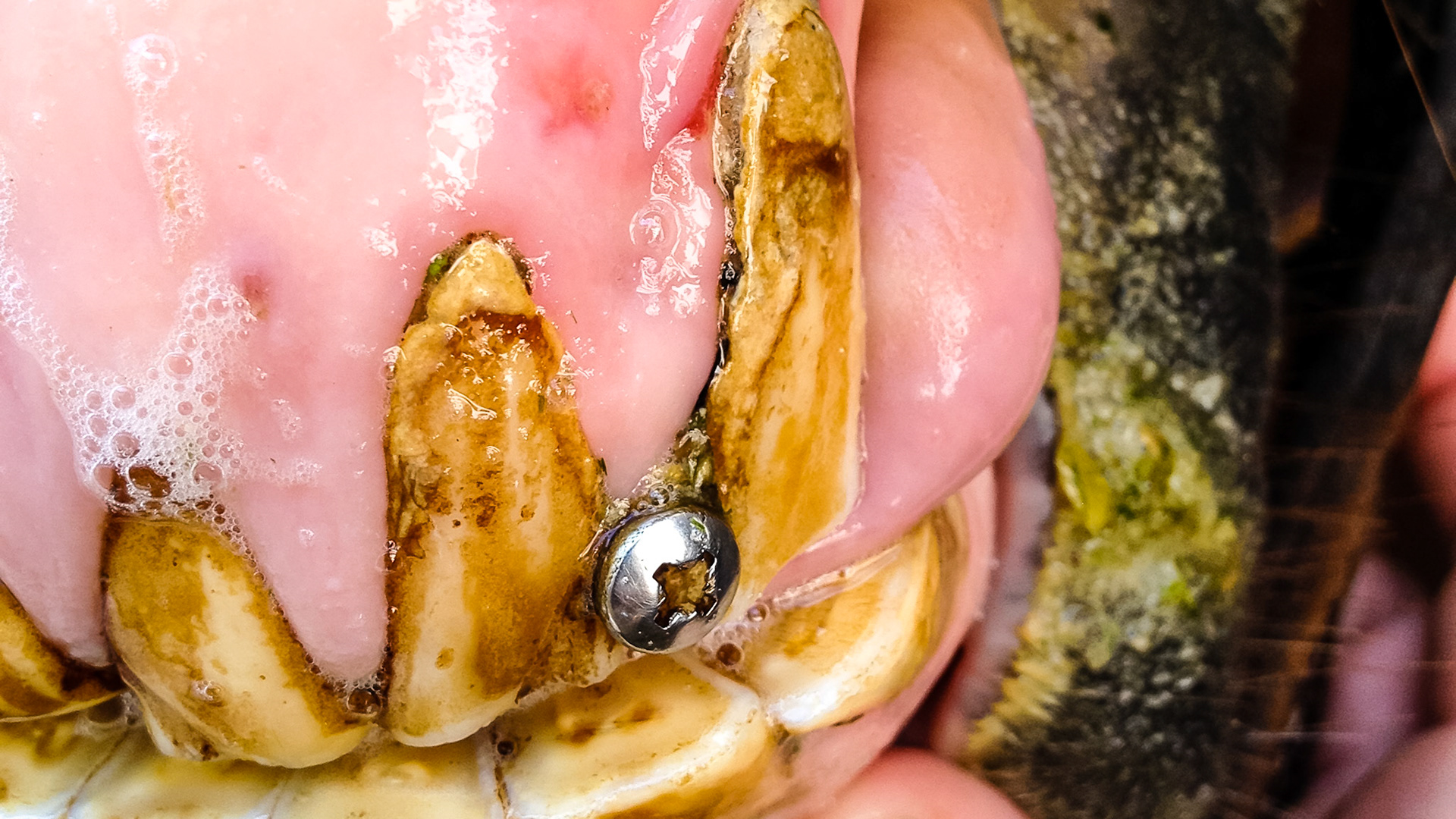 Horse B - This horse had a screw placed between these 2 incisors for an unknown reason and the owner was unaware of it until I floated the teeth.  The horse showed no problems.  However there are indicators of EOTRH that may or may not be associated with this screw. The most likely reason for installing the screw was to reduce cribbing.