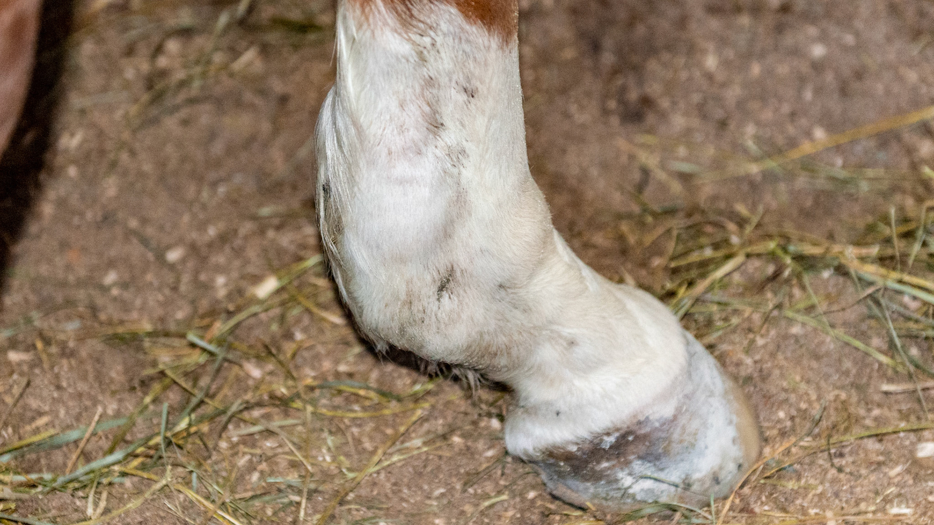 This is a severe distention of the digital tendon sheath on this forelimb.  It is predominately on the outside but you can also see the flat and firm separation from the back view caused by the intact tendon dividing the sheath into medial and lateral halves.  It can be differentiated from a wind puff in the side views because the bulges surround the tendon while a fetlock joint distention would be more forward of this between the cannon bone and the suspensory ligament.  These are usually non-painful but are a warning that either acute or chronic trauma has occurred to the tendons at this level.