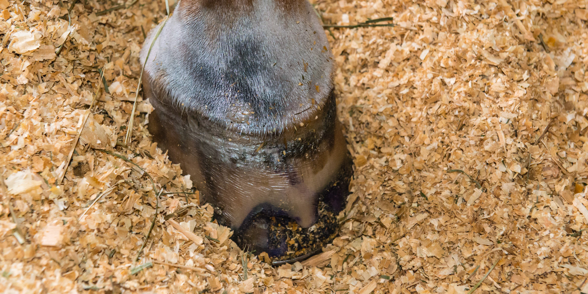 Horse E - Summer sore treated with silver Alumasheild - keeping things in check