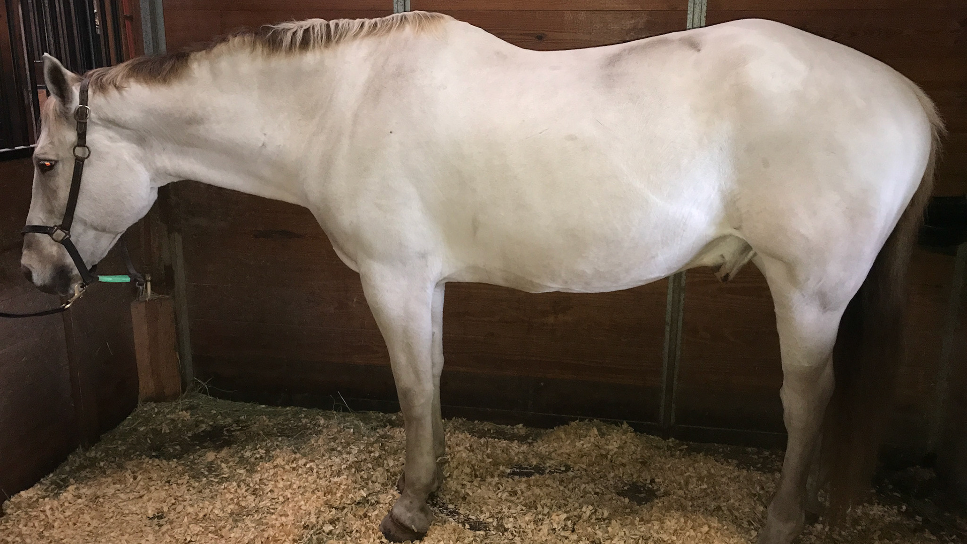 Dorsal stripe of a dun horse. Dun is a dilution of the base color and will dilute bays and chestnuts. However the dun color (varied) will always have a dorsal stripe,  Not to be confused with a buckskin which is a dilution of the bay color without a dorsal stripe.