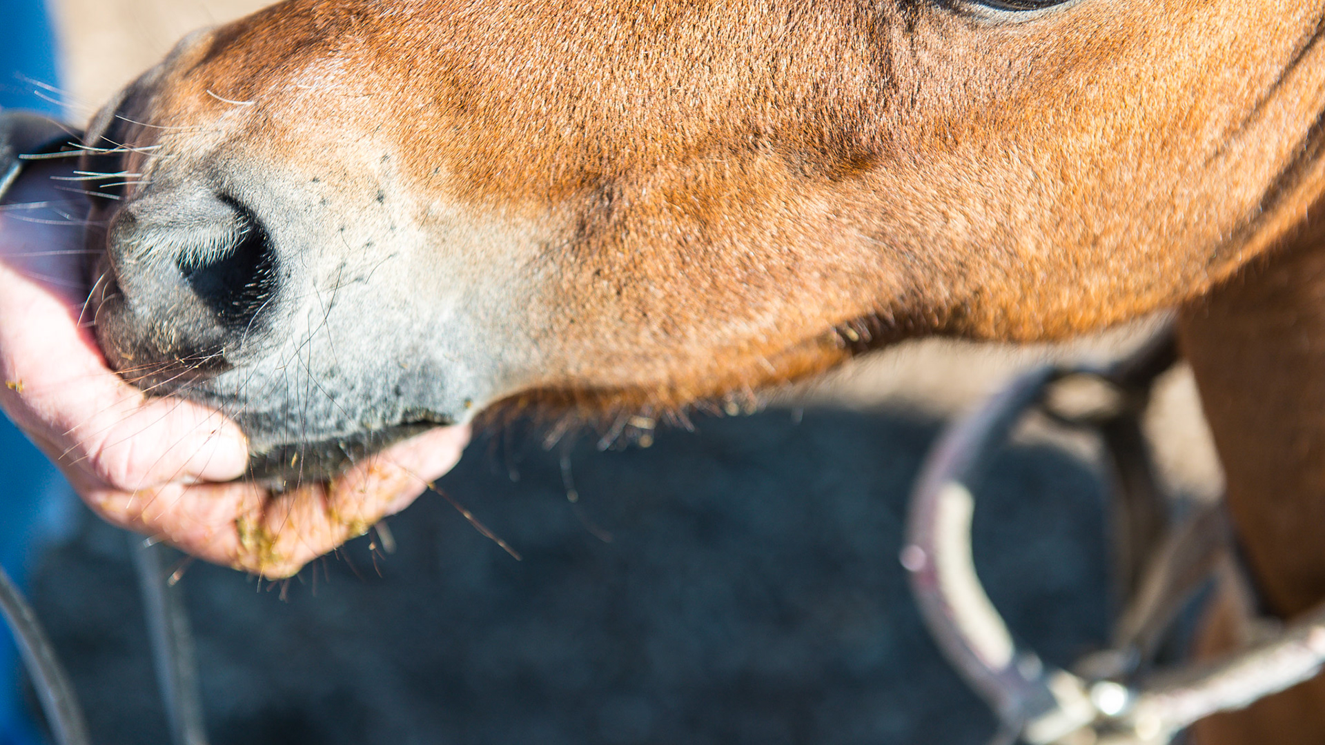 The cheek after all the feed has been removed. The owner could flush this area out daily with a metal tipped drenching syringe followed with a hydrogen peroxide flush to add oxygen to eliminate the odor.