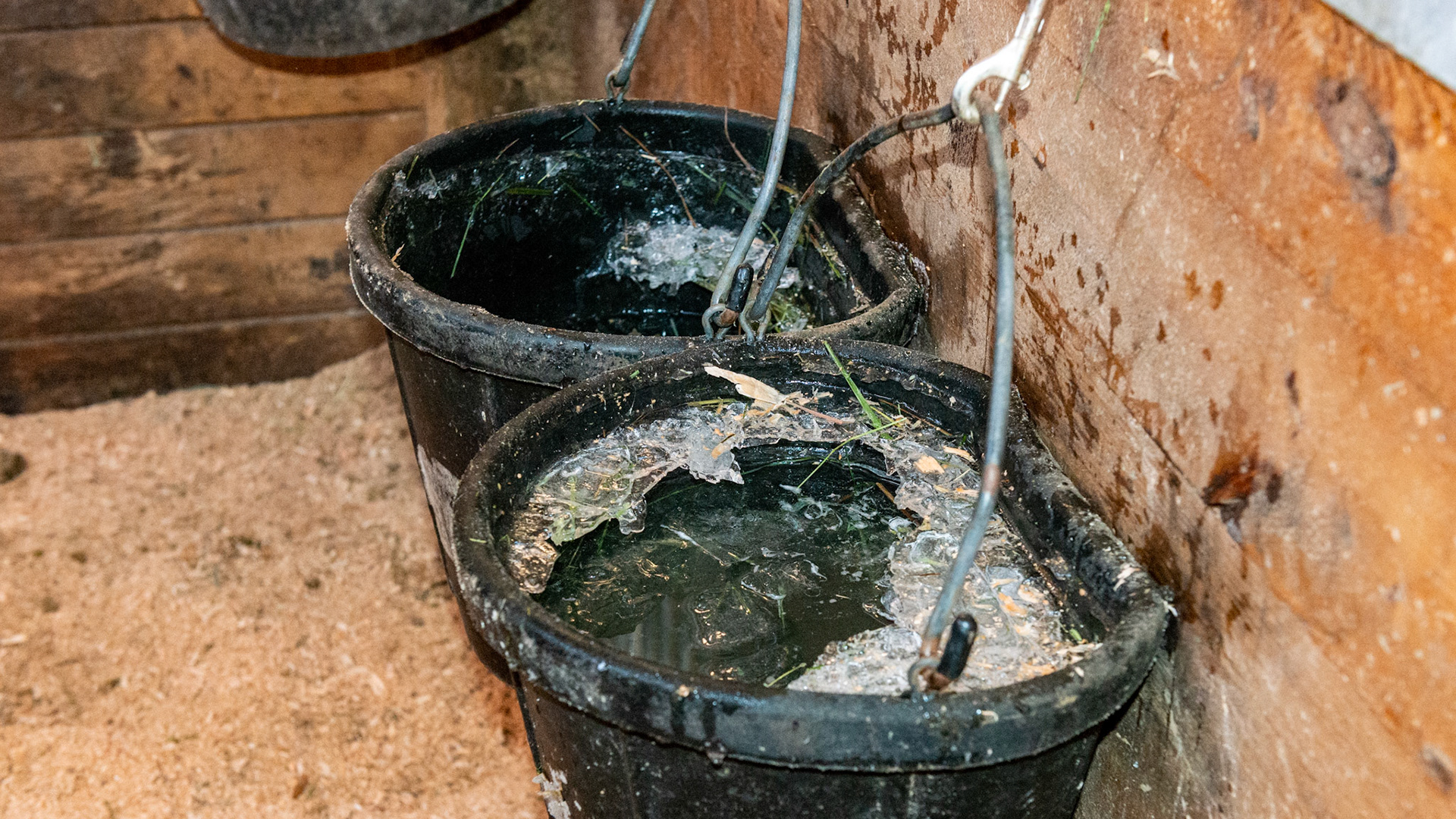 Frozen water buckets in the barn is not healthy if not kept cleared of ice. Many use electric devices to keep these clear of ice. Rubber buckets are easier to knock out the ice with a 2 pound hammer.
