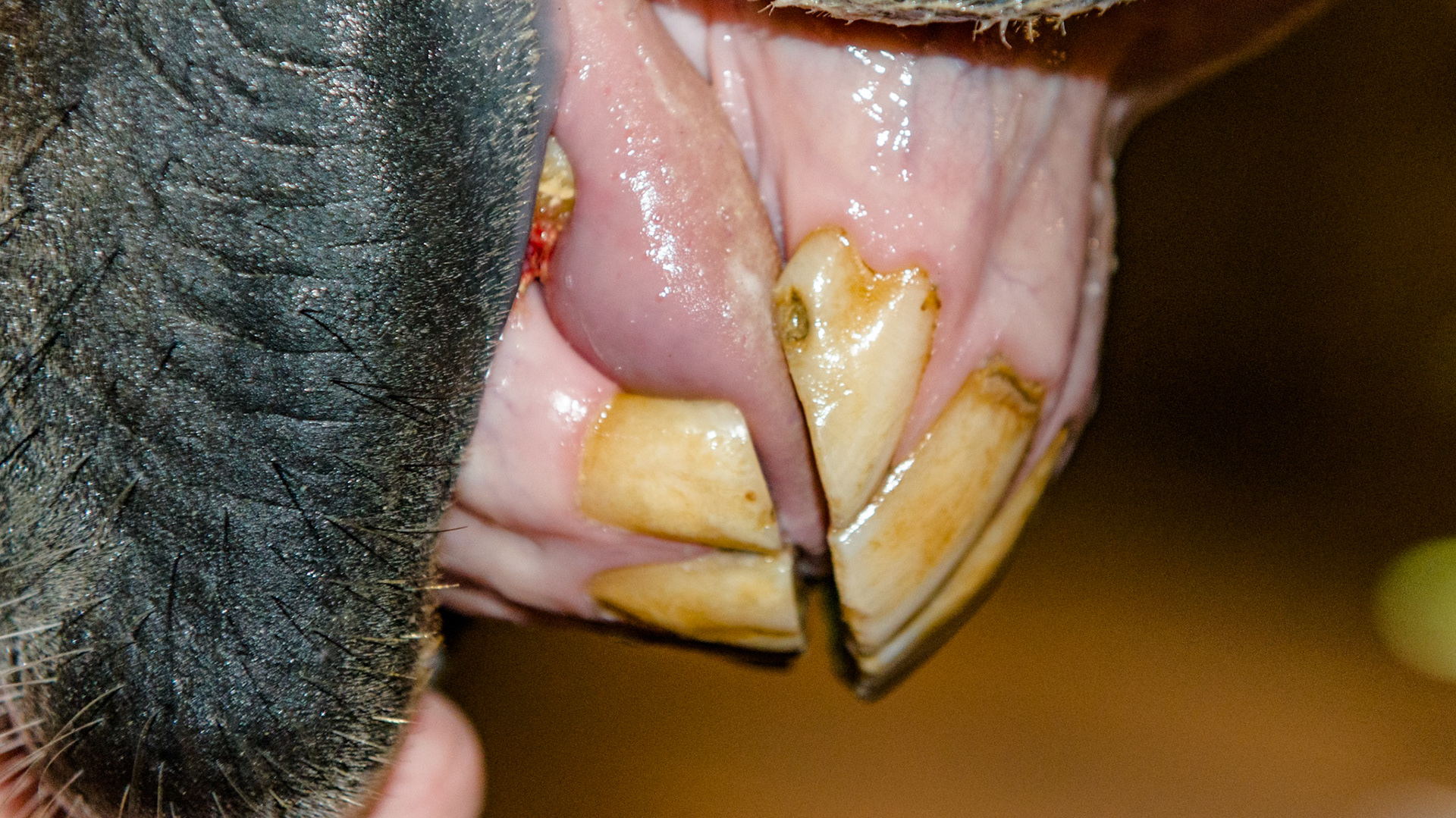Lateral view of an overbite. Notice the even wear of the occlusal surfaces with no unopposed overeruption.