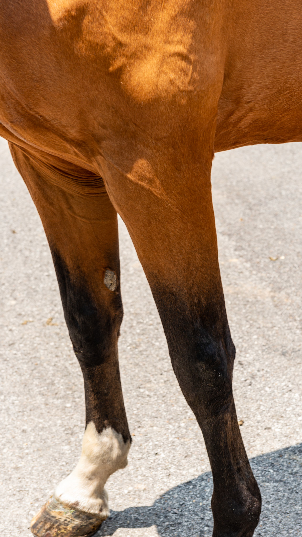 Blood bay has the black legs, mane and tail but the rest of the body is a reddish brown or mahogany.  A regular bay has a darker, almost black body.