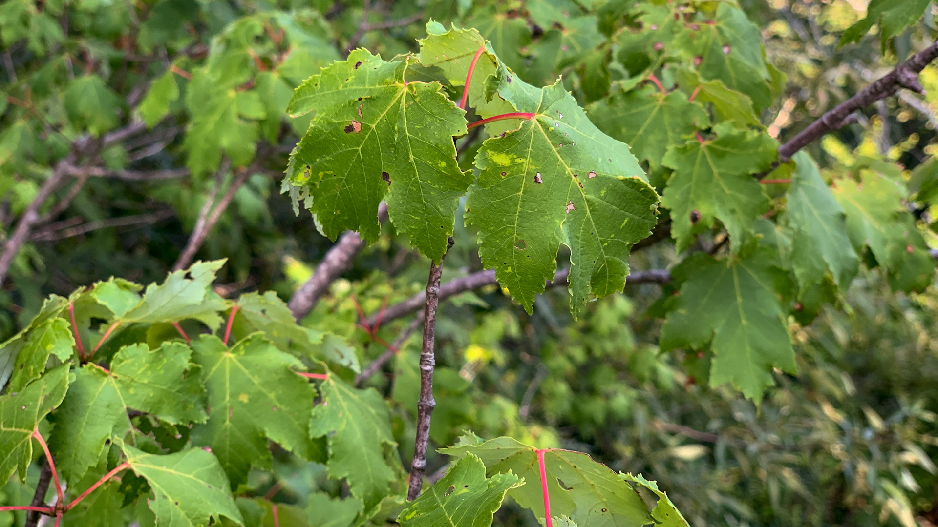 Red maple leaves with jagged edges and segmented red stems - taken in August.