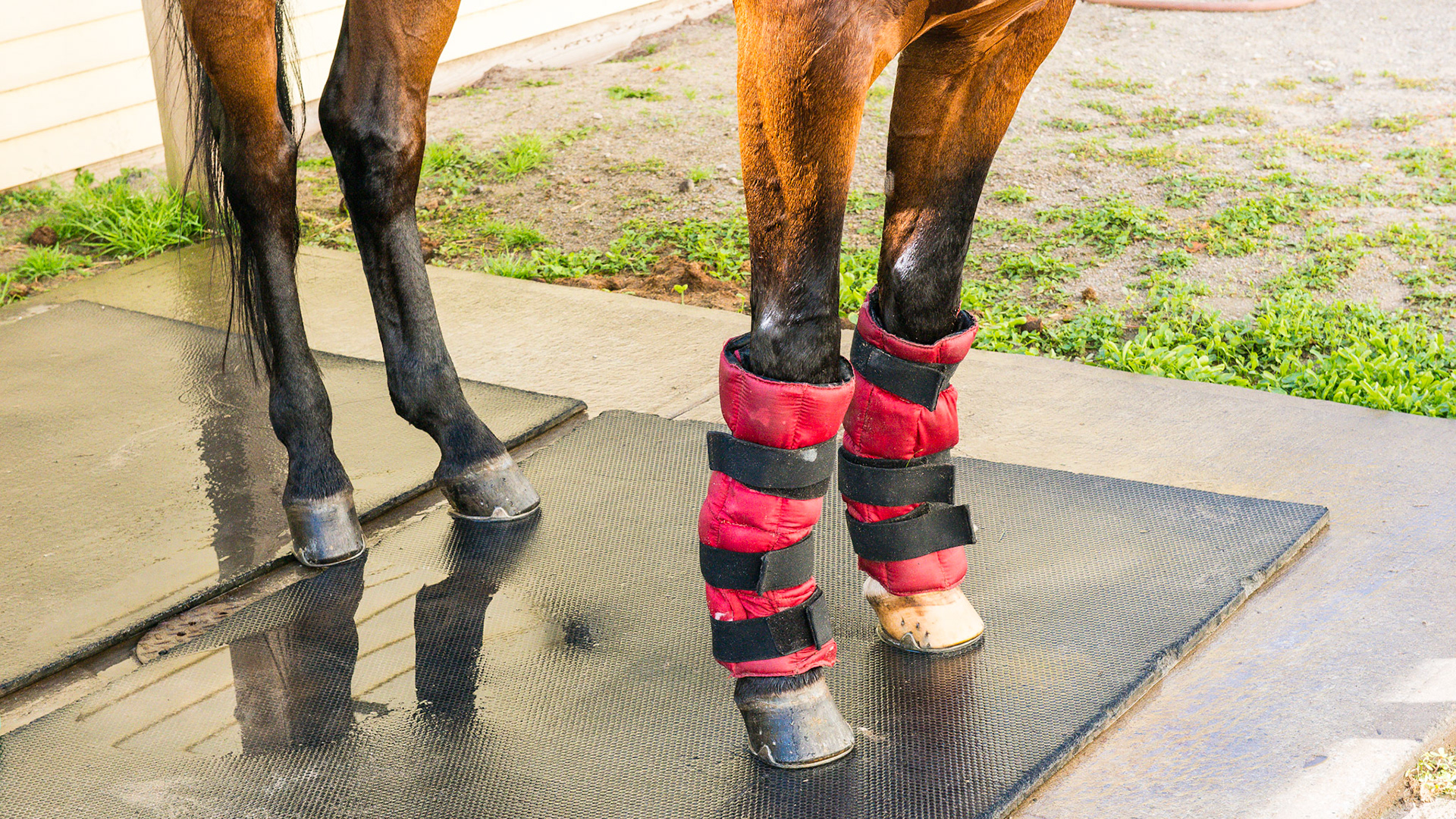 Ice boots being used as a prevention after training to cool the legs down.