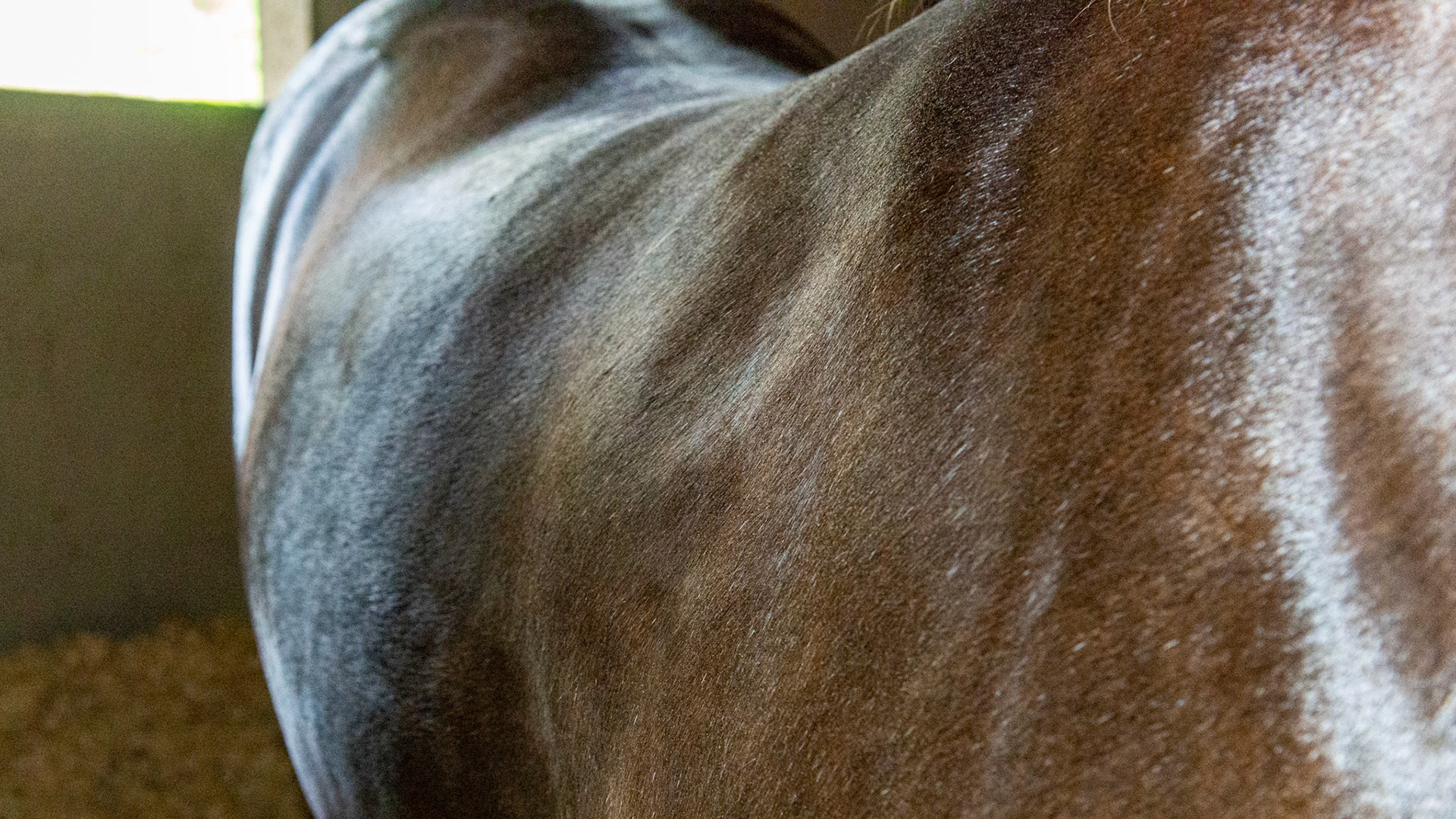 Horse B - BCS 8 - Fat ~ Discernible crease down spine and ribs difficult to feel.  The neck is large for the horse. Fat is deposited on the tail head, withers, shoulders, neck, inner thighs.