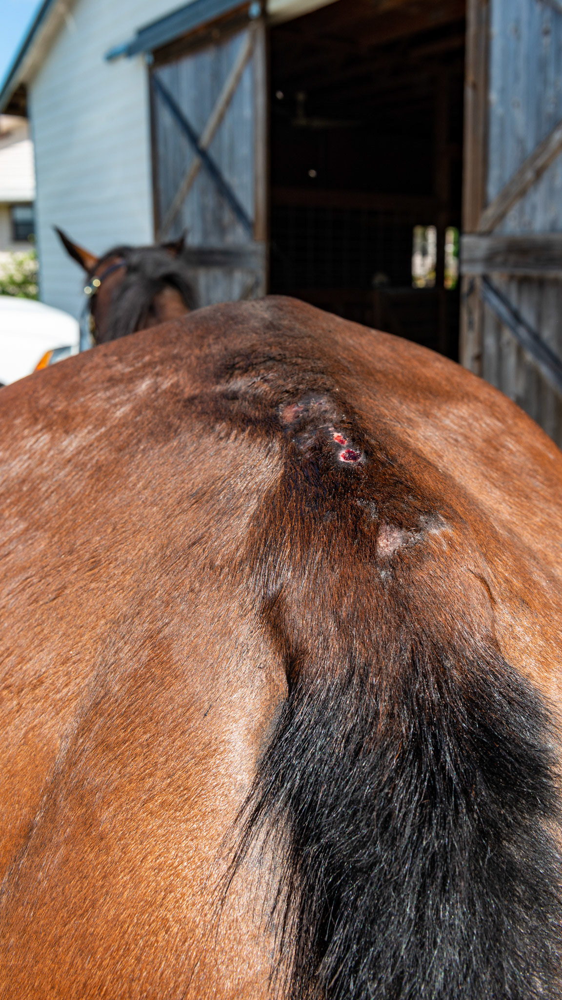 Top Line Score D = loss of musculature along the spine from the withers to the rump (croup). Horse C - BCS 2 - Very Thin ~ Emaciated. The skeleton is clearly visible but there is still a little fat tissue under the skin and the horse has some vitality to the skin. There is a space between the inner thighs.