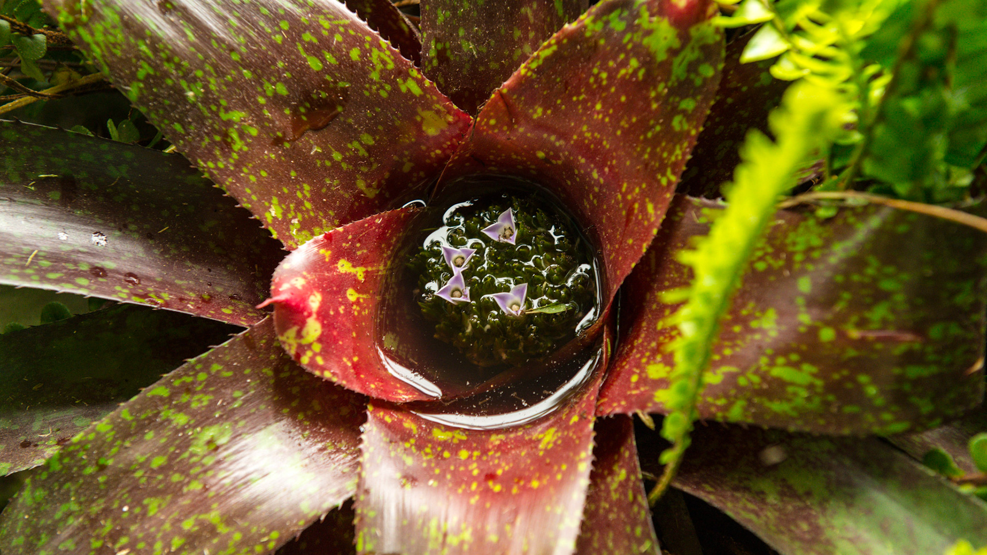 This south Florida plant easily stores water in the lake created by its leaves. A closer look shows ants crawling over the pretty flowers. Worse, if you know what you are looking for, you can see swimming larvae in the water. This is on of millions of breeding areas for disease carrying vectors.
