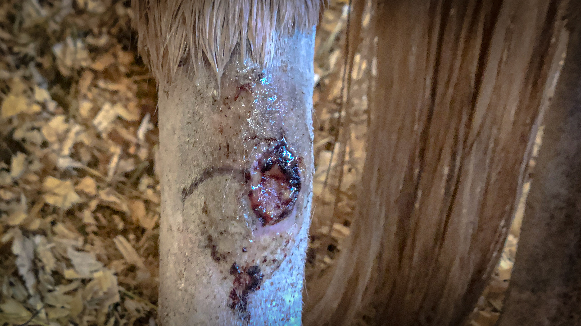 This is a long standing wound with granulation tissue and a partial scab.  There is no proud flesh or infection and the owner is applying an ointment.  The reactive tissue under the skin has created a non-painful enlargement. This will eventually heal with a skin bump which could have been avoided if a pressure wrap with a non-stick pad had been applied when the injury first appeared.