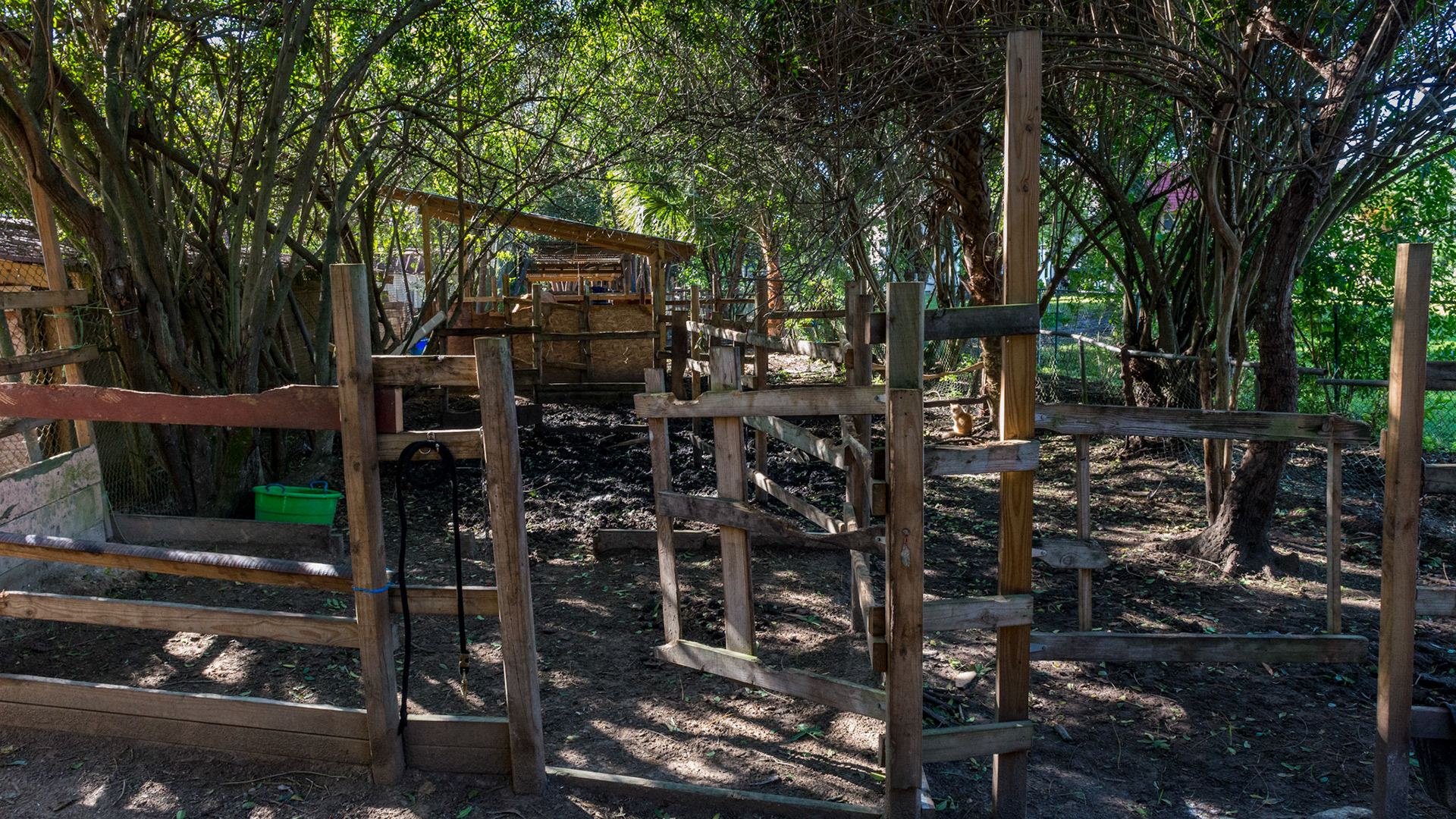 Can you find the cat? Fencing is made of 2x4 pine boards. Plenty of shade in this farm outside of Miami. No pasture. Despite the looks, this farm always had clean water and food available. The biggest problem was boredom and poor sanitation and drainage.