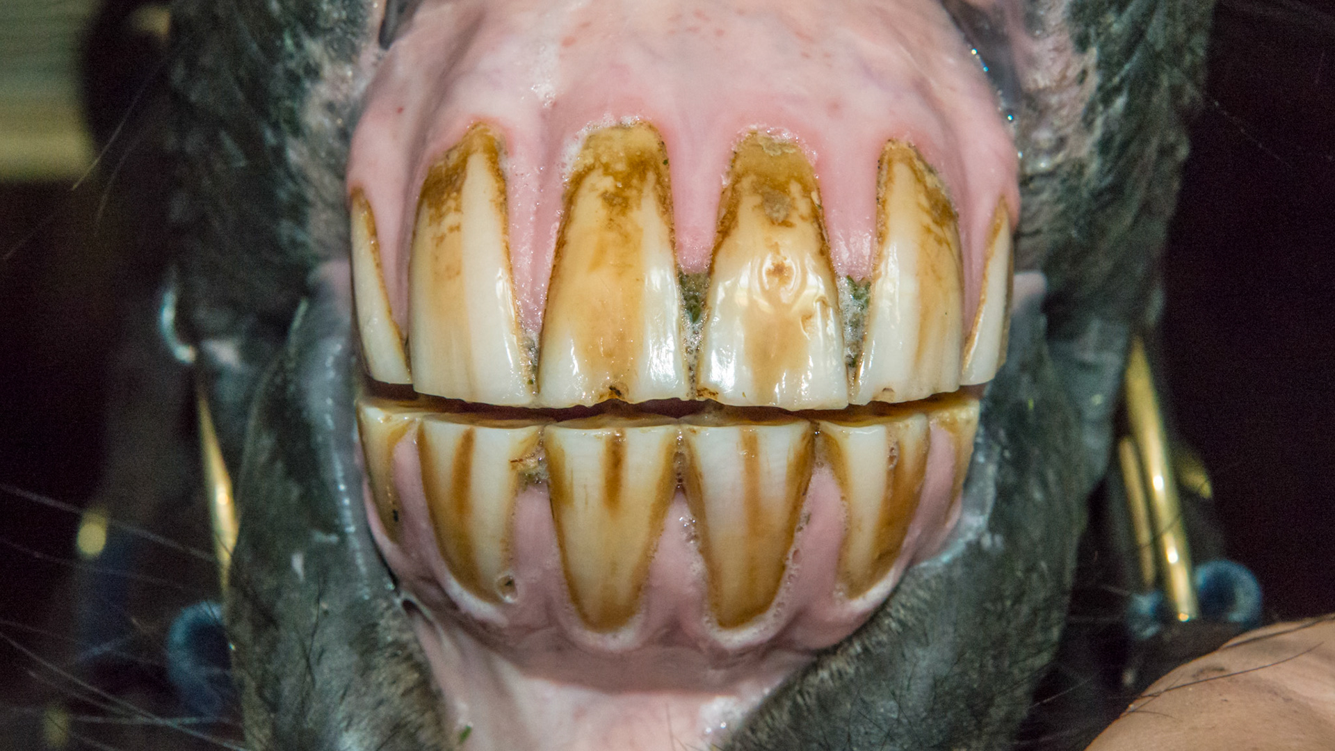 EOTRH horse 9 - 2/14/1997 = 16yr 5mo -  Early stage of EOTRH with  thickening of the gums around the canines, #404 early necrosis, bulbous appearance of incisors. No pain of difficulty in using incisors.