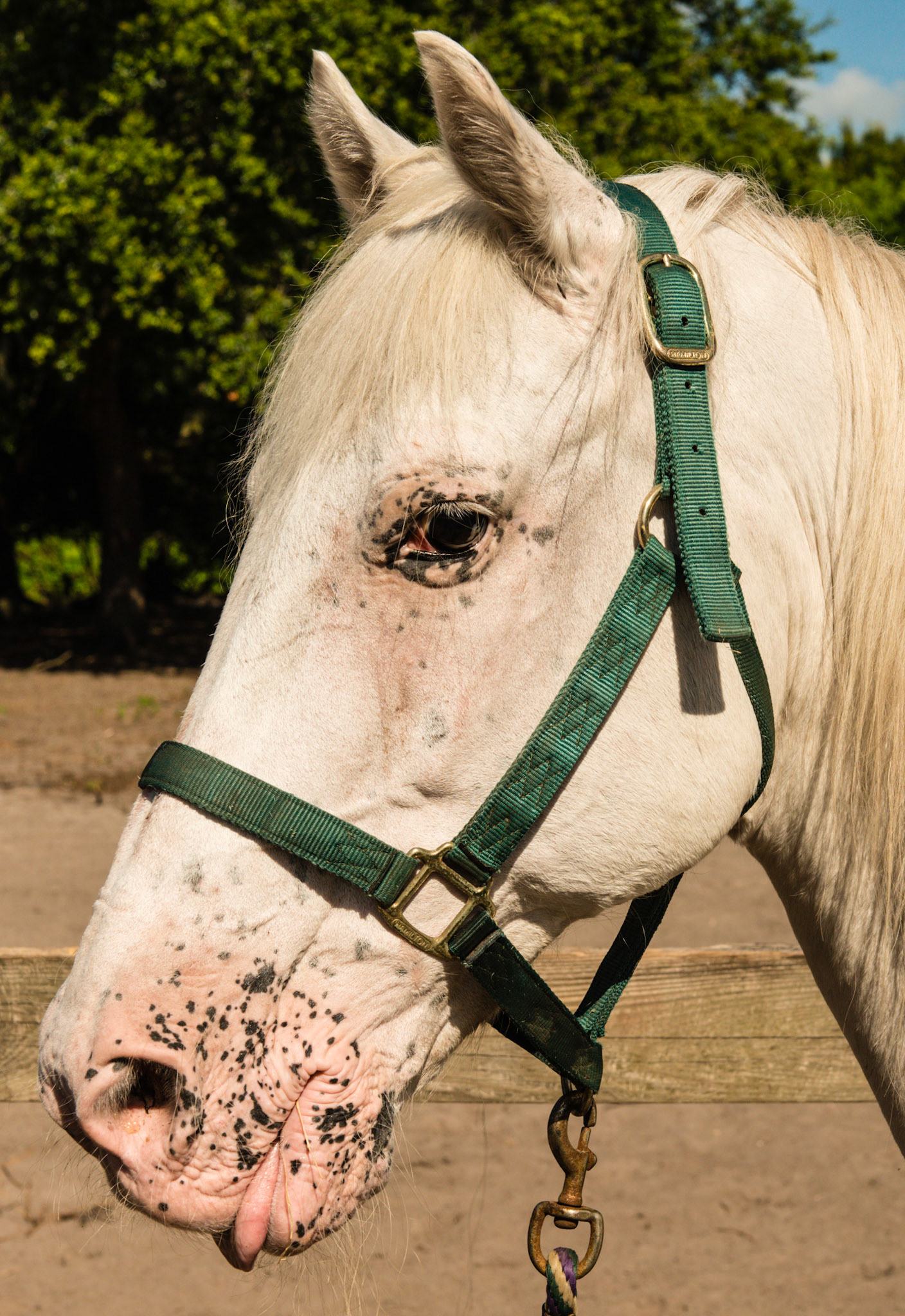 "Appaloosa Few Spot" is the official registry name for this horse according to the owner: pink skin, hair on colored spots is white, spots show when wet.