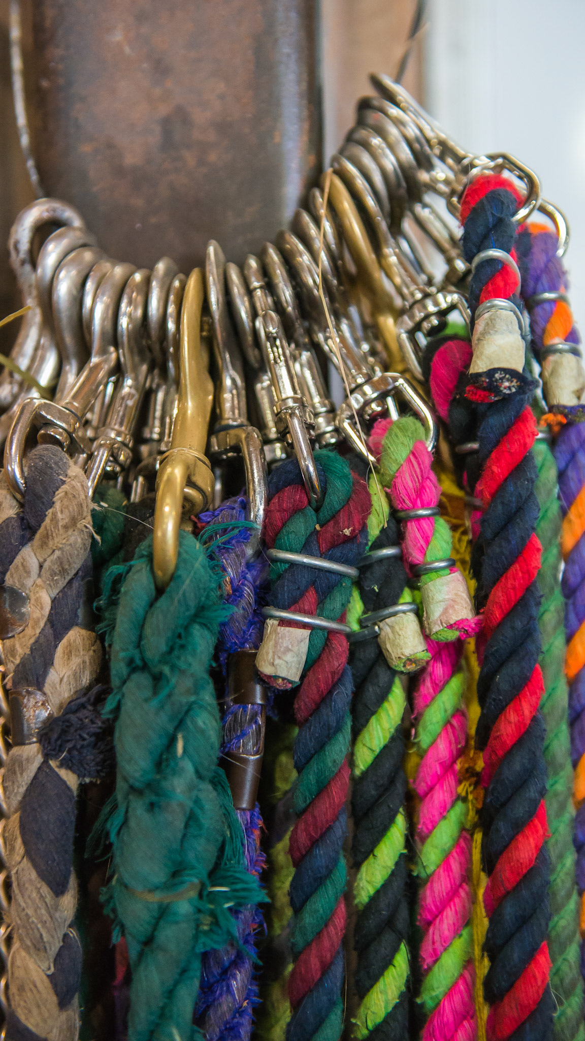 Halters and leads ready for use at a farm where everything is done with a halter and lead rope.